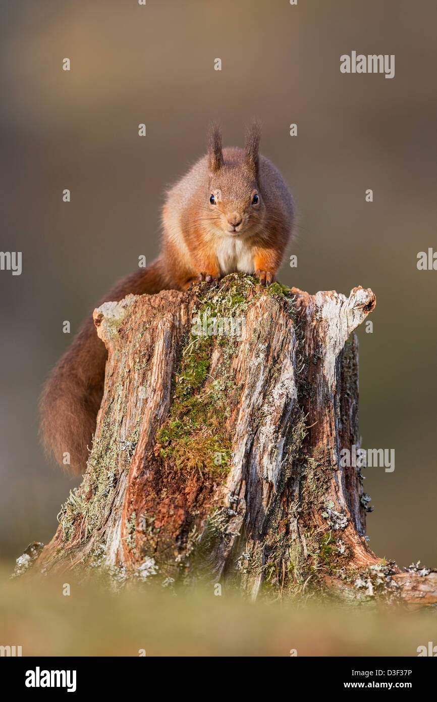 L'écureuil roux (Sciurus vulgaris) sur une vieille souche d'arbre à la caméra, en soft-focus gris - fond vert, les Highlands écossais Banque D'Images