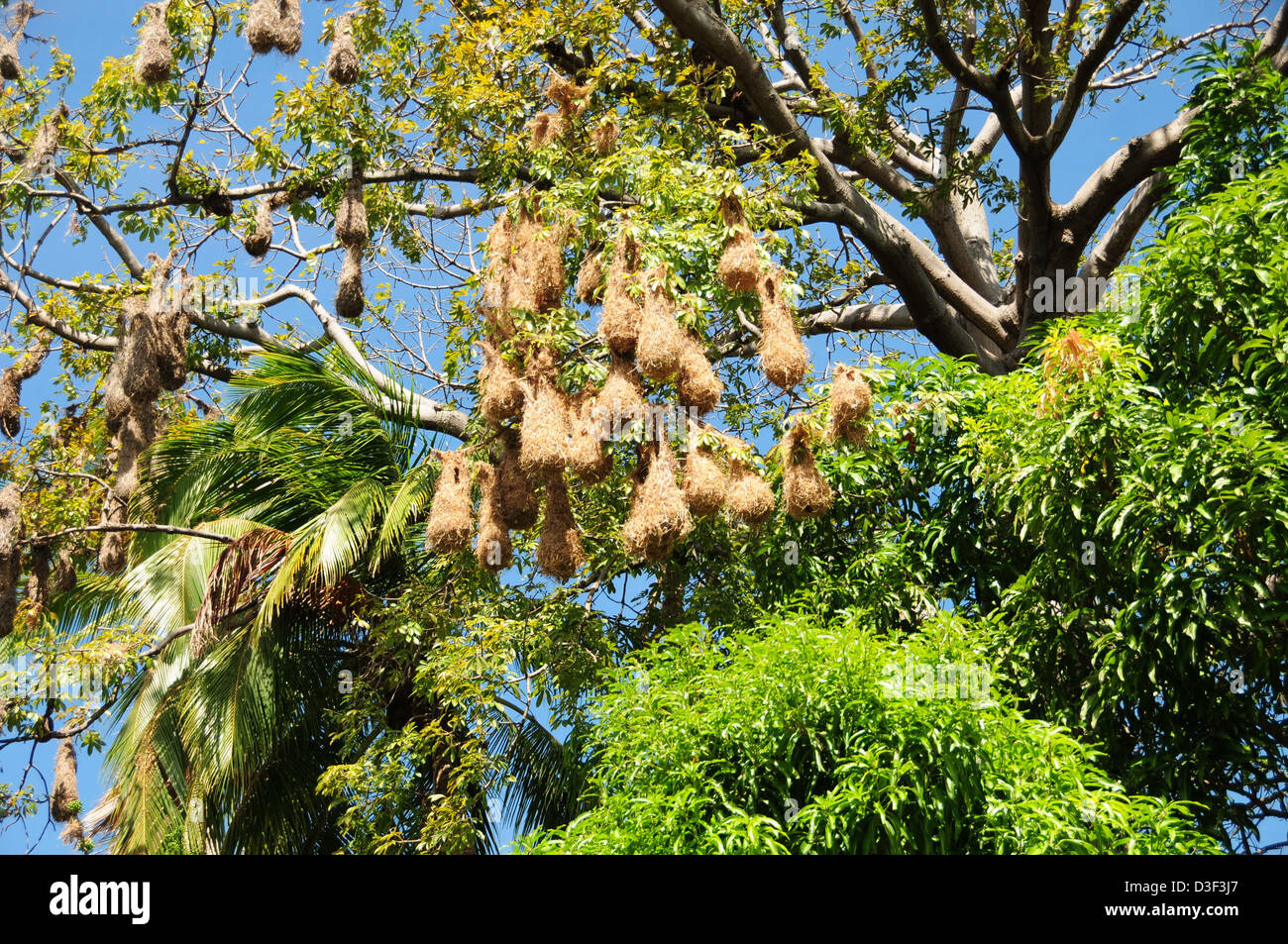 Weaver nids d'oiseau accroché haut dans l'arbre sur les îles du lac Nicaragua Banque D'Images