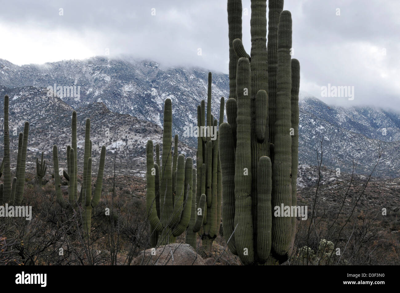 Une tempête de neige gouttes sur le Santa Catalina Mountains, Coronado National Forest, désert de Sonora, Catalina, Arizona, USA. Banque D'Images