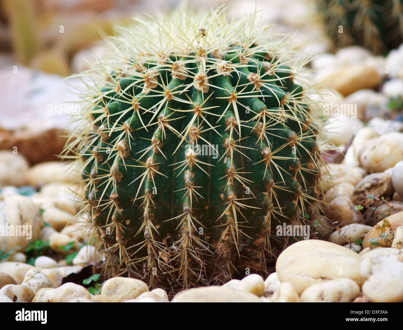 Close up of cactus en forme de globe avec de longues épines Banque D'Images