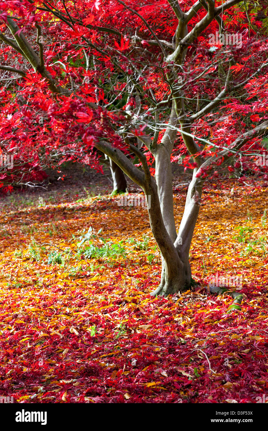 Automne couleur Batsford Arboretum à Gloucestershire, Angleterre Banque D'Images