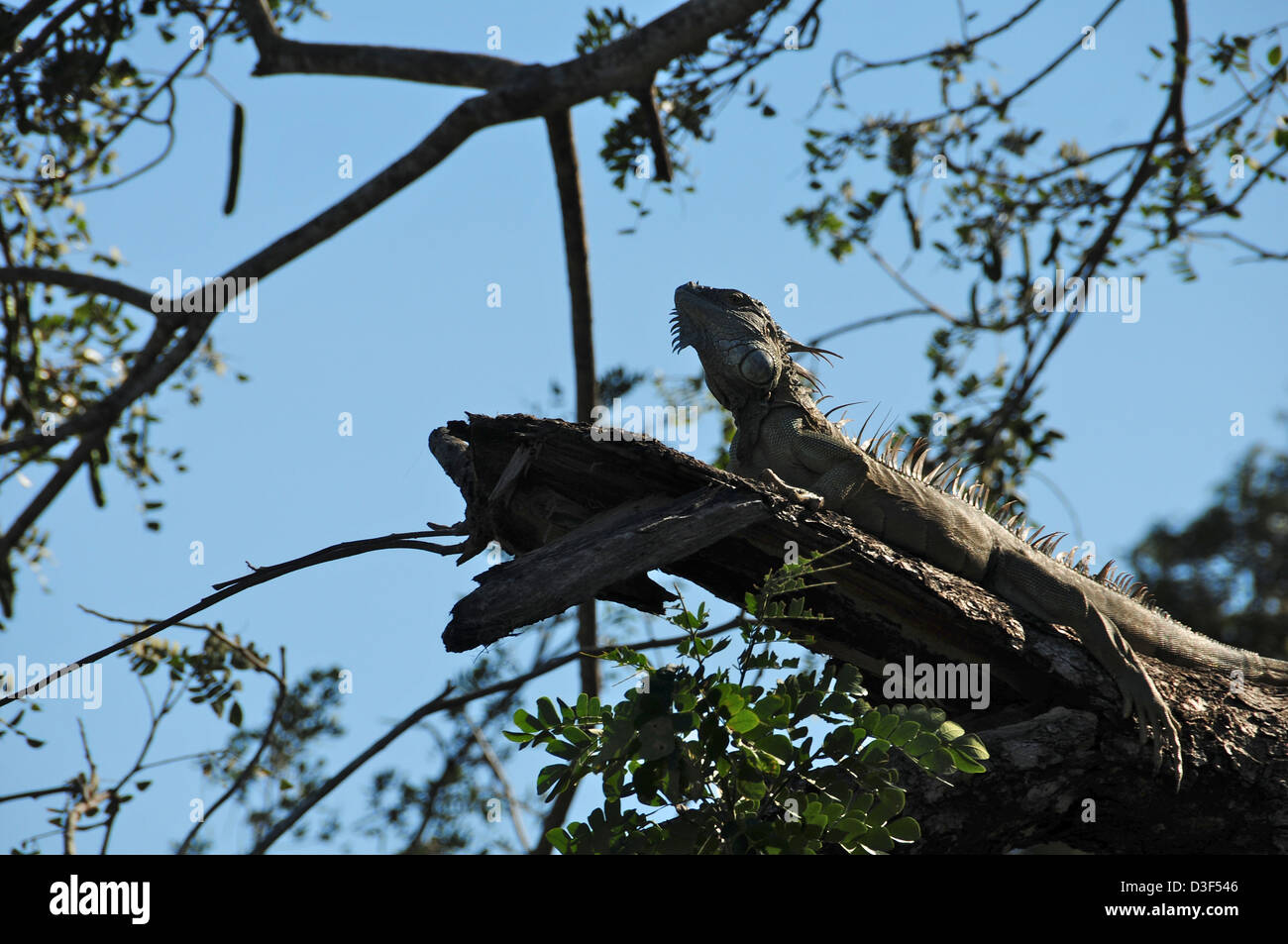 Grand iguane pensant qu'il est camouflé sur une branche . Photo prise à partir de directement ci-dessous Banque D'Images