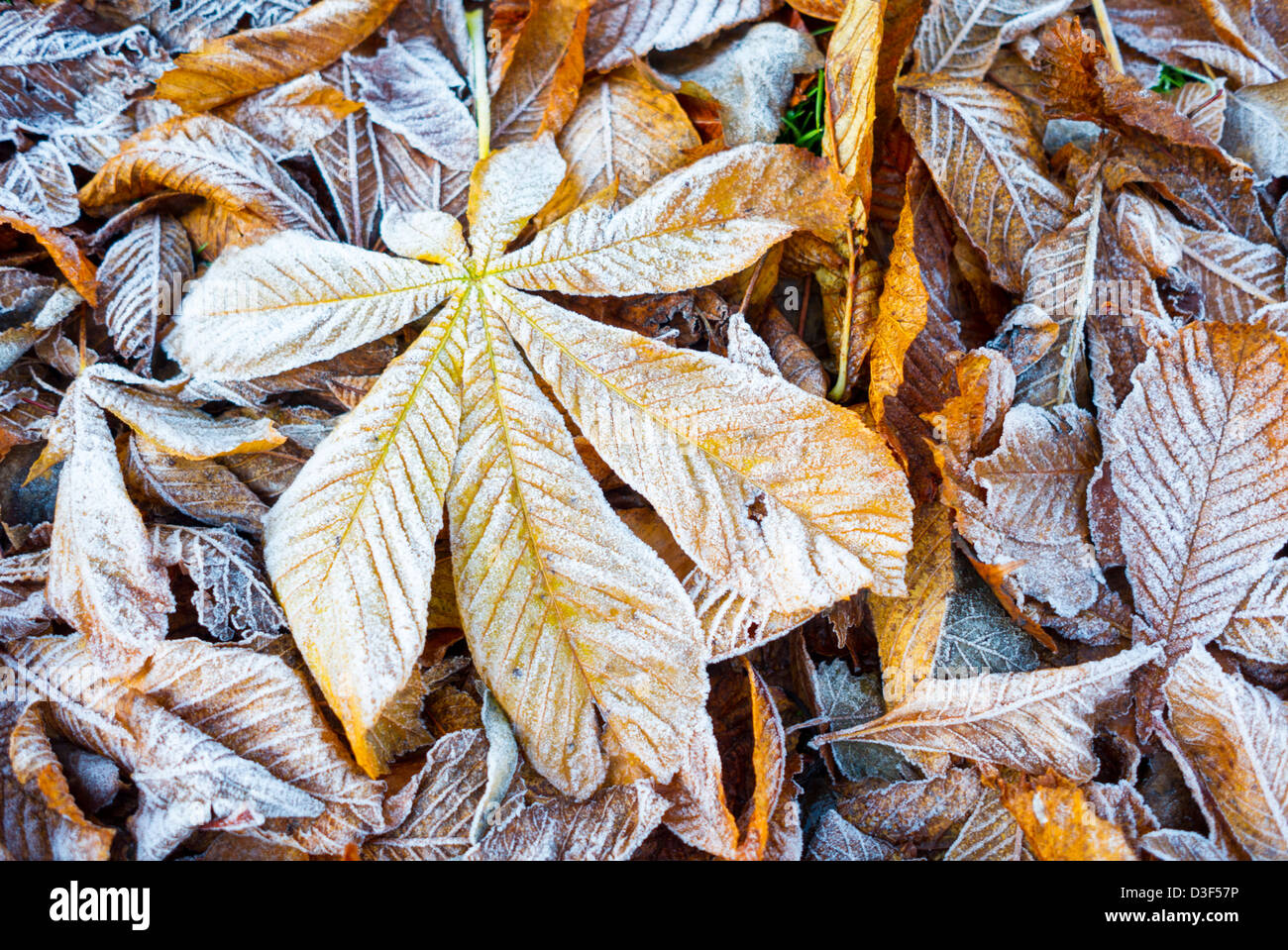 Les feuilles d'automne avec le gel Banque D'Images