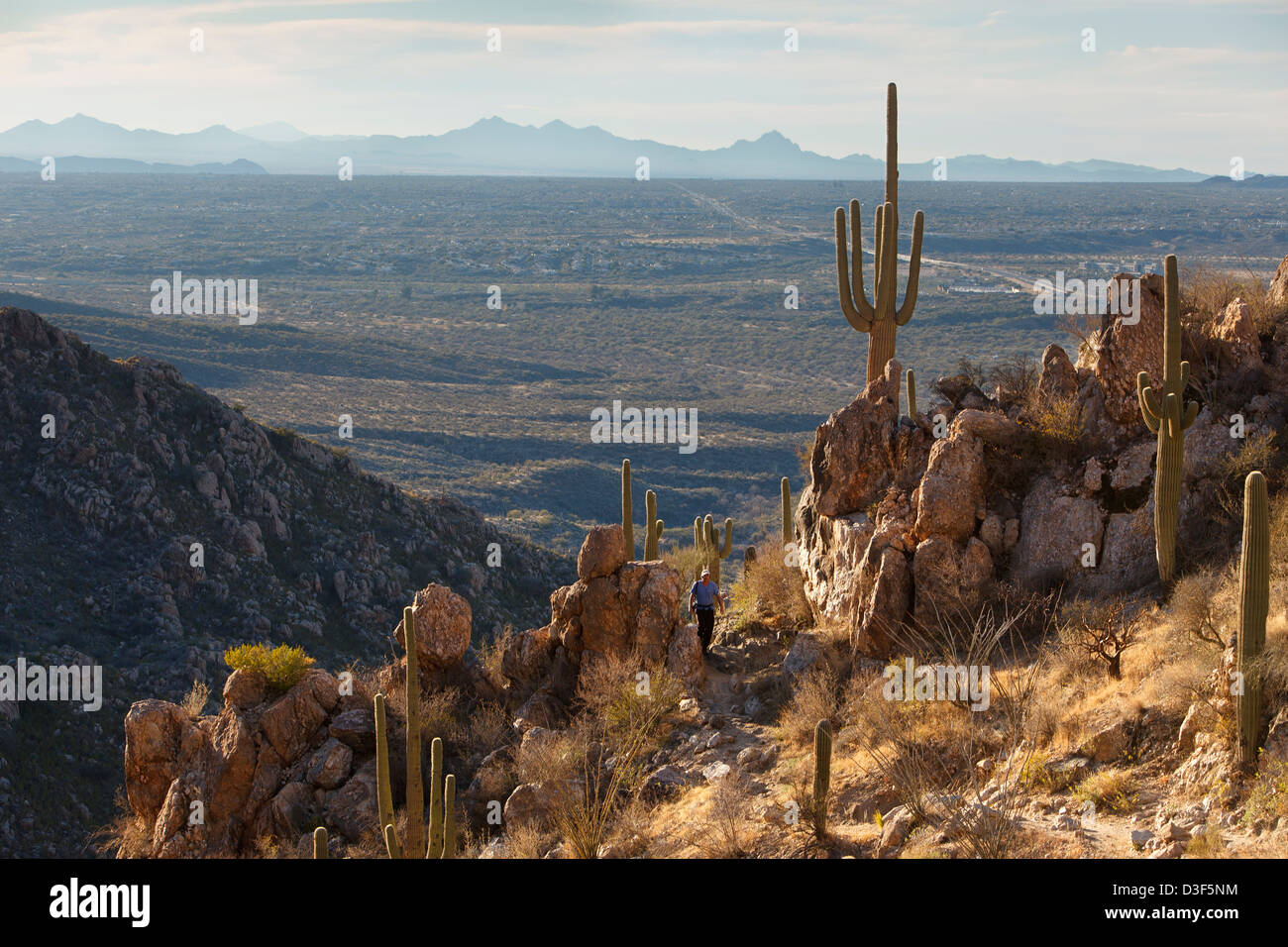 Un homme seul sur un sentier de randonnée à Catalina State Park, Arizona Banque D'Images