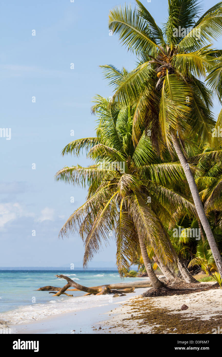 Palmiers sur la plage sur l'île de Saona, en République dominicaine, la mer des Caraïbes Banque D'Images