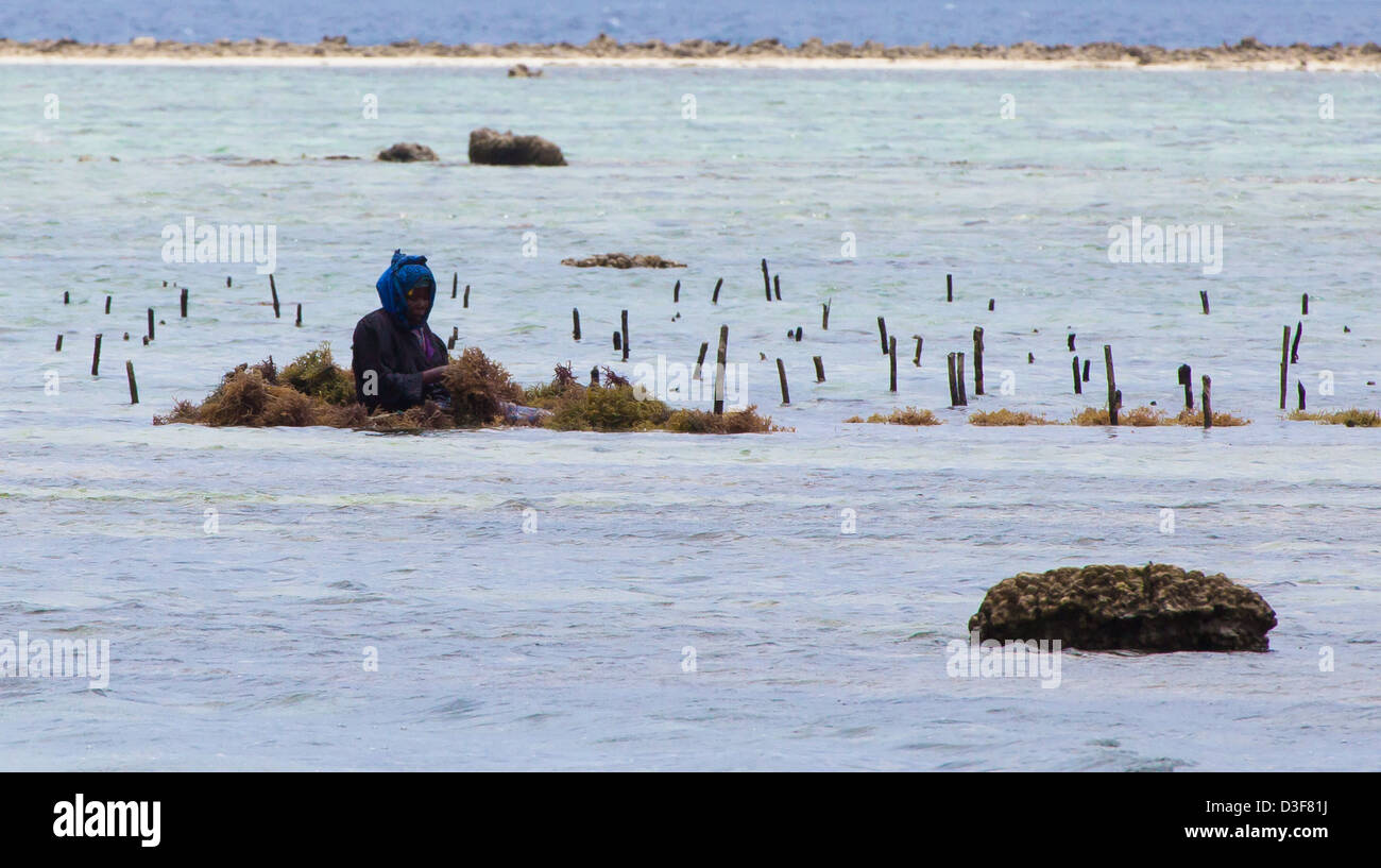 Les habitants récoltent les algues à marée basse en coopération avec un sanctuaire de tortues de mer. Zanzibar, Tanzanie Banque D'Images