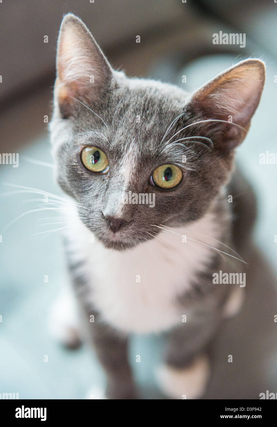 Quatre espèce de vieux chat de smoking gris et blanc jusqu'à Banque D'Images