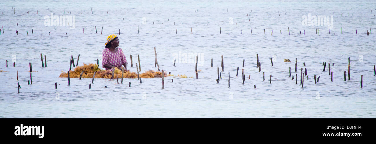 Les habitants récoltent les algues à marée basse en coopération avec un sanctuaire de tortues de mer. Zanzibar, Tanzanie Banque D'Images