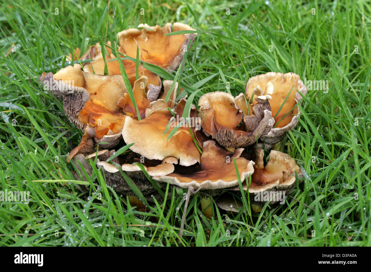 Touffe Hypholoma capnoides, conifères, Strophariaceae. Banque D'Images
