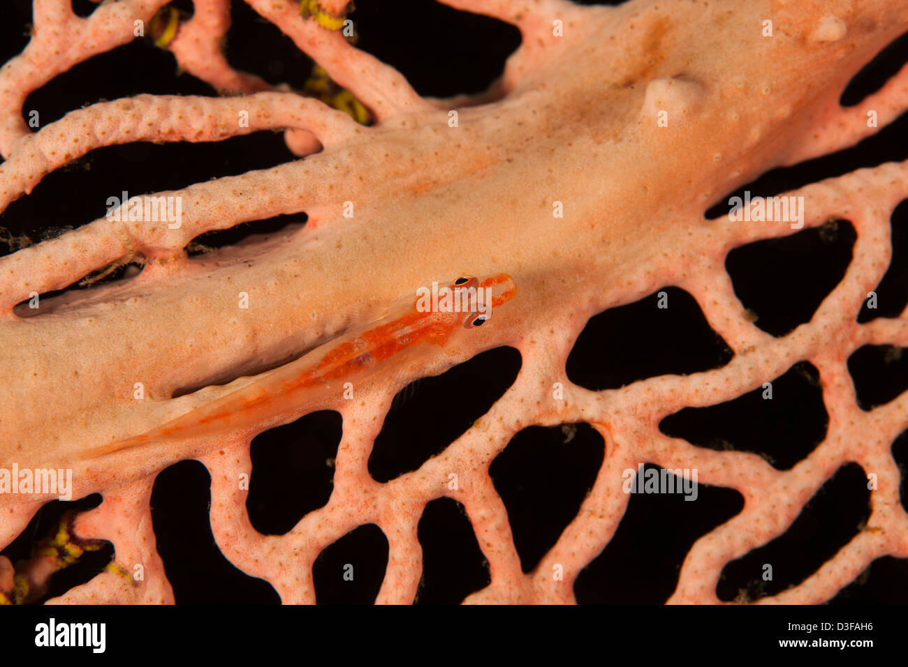 Grand Fouet Goby (Bryaninops grand) sur un Gorgonian sur un récif de coraux tropicaux à Bali, Indonésie. Banque D'Images