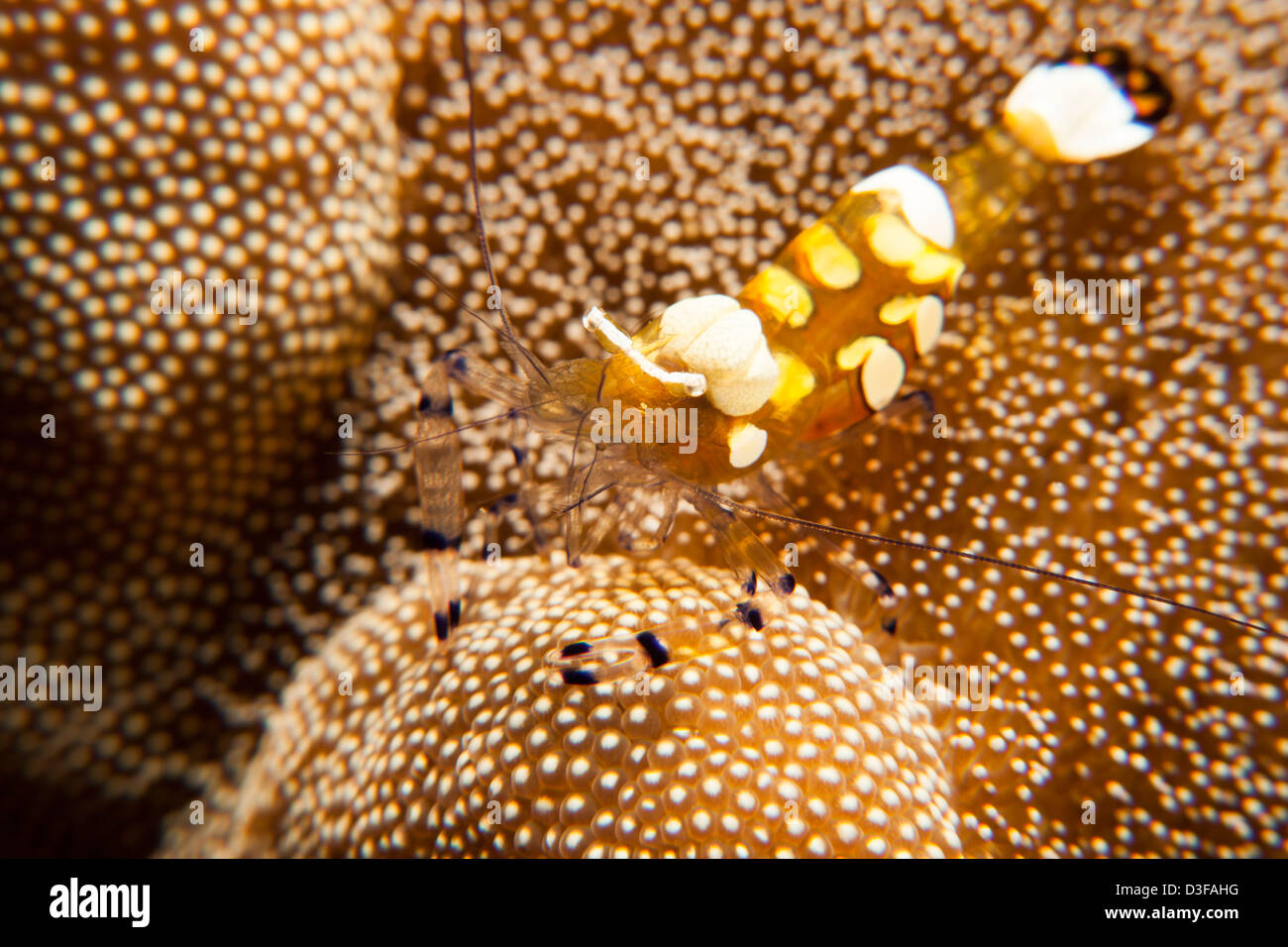 Queue de paon (crevette Periclimenes brevicarpalis Anémone) sur un récif de coraux tropicaux à Bali, Indonésie. Banque D'Images