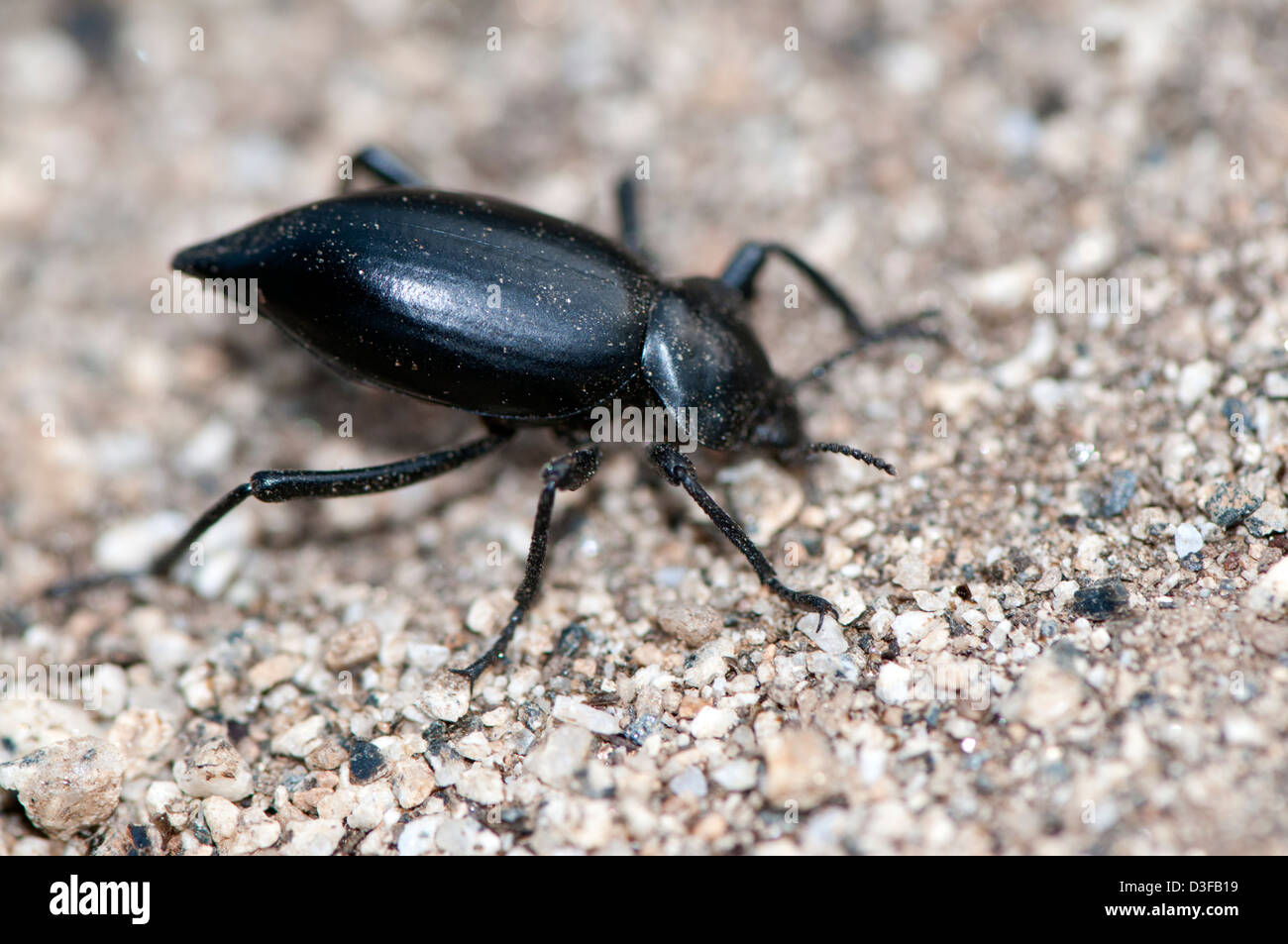 Pinacate beetle ou stink beetle, une espèce de darkling beetle dans le genre Eleodes Banque D'Images