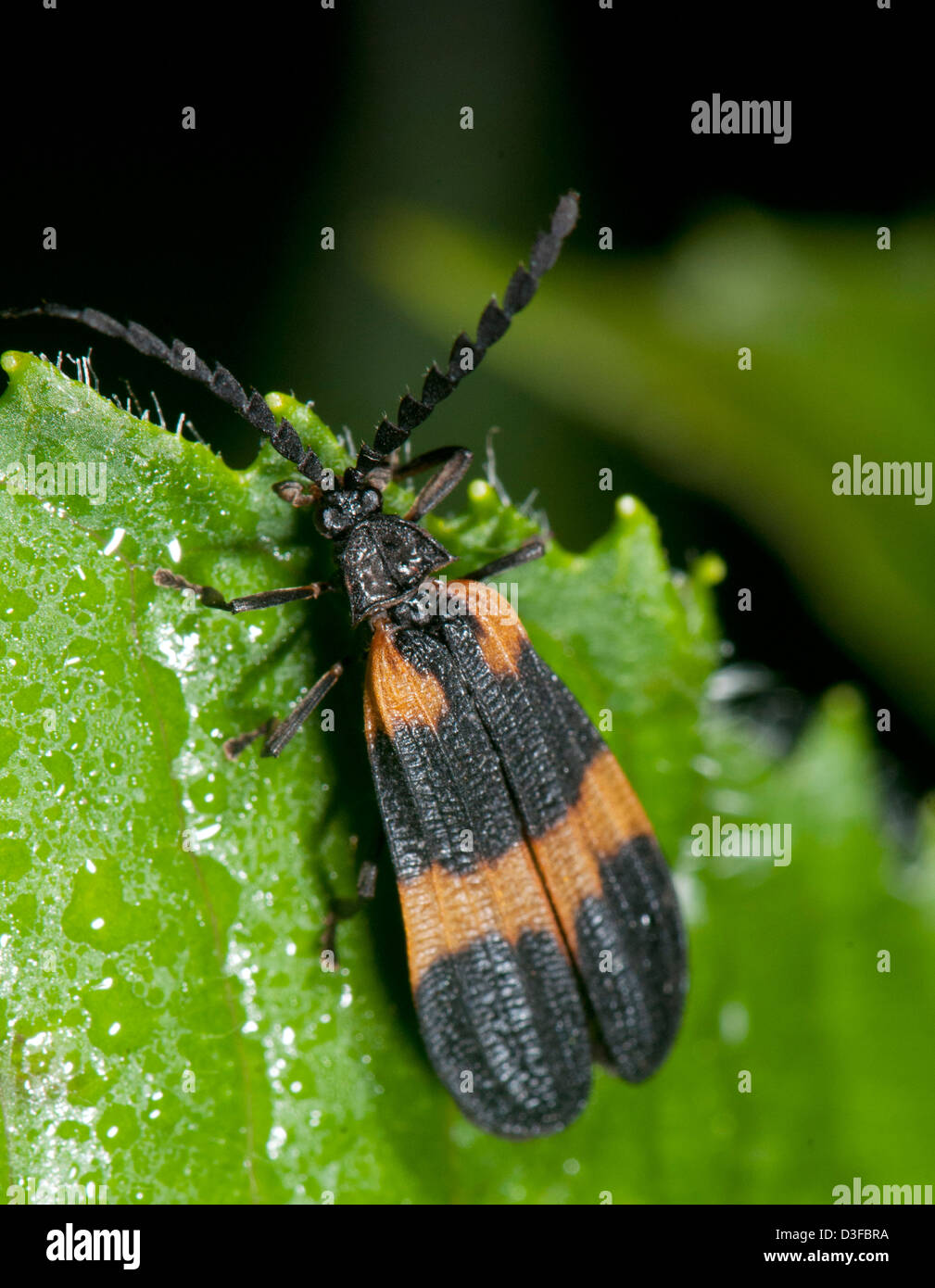 Net-winged beetle, Calopteron reticulatum Banque D'Images