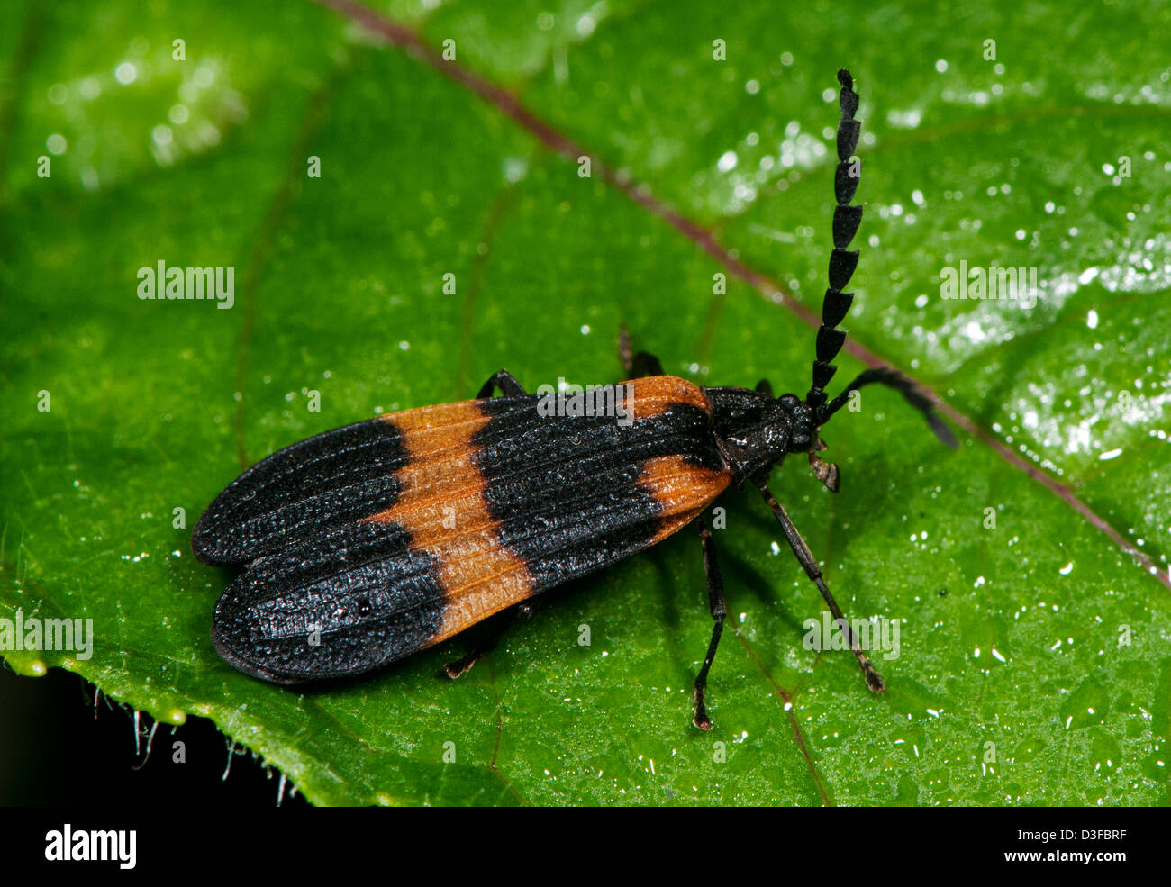 Net-winged beetle, Calopteron reticulatum Banque D'Images