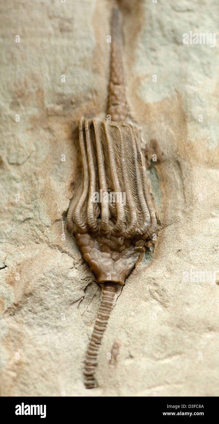 Fossile de crinoïde Banque D'Images