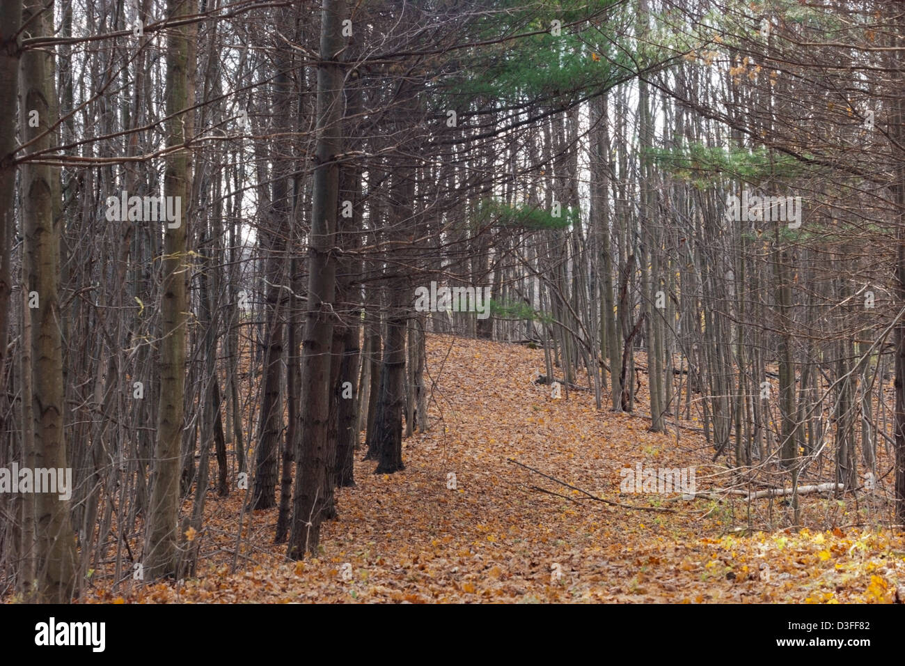 Sentier de forêt automne sentier paisible laisse Banque D'Images