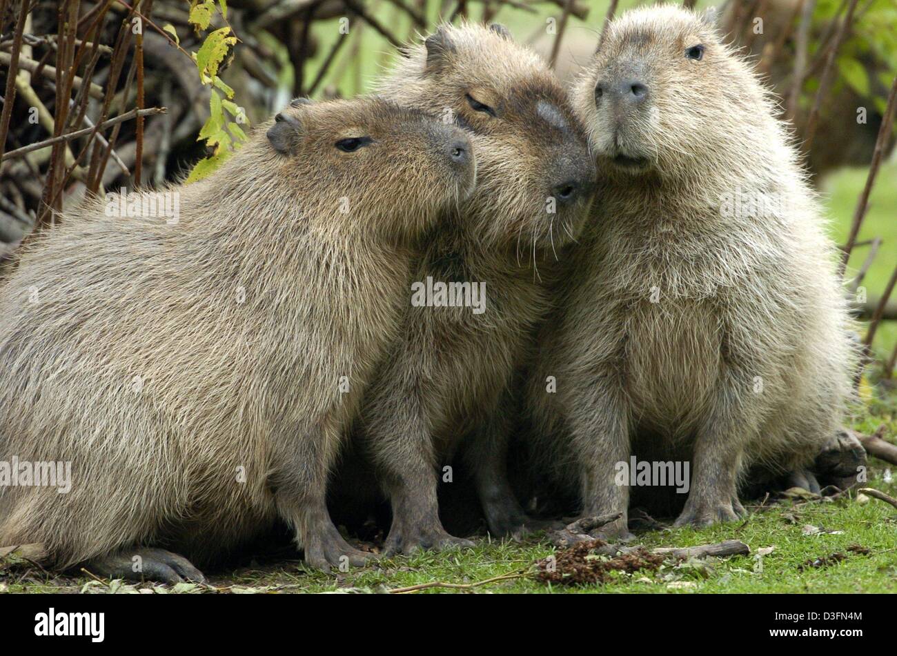 (Afp) - Trois capybaras caresser ensemble au zoo Hellabrunn de Munich, Allemagne, le 13 octobre 2004. Les Capybaras sont les plus gros animaux de la famille des rongeurs et l'habitude de vivre dans de l'eau. Banque D'Images