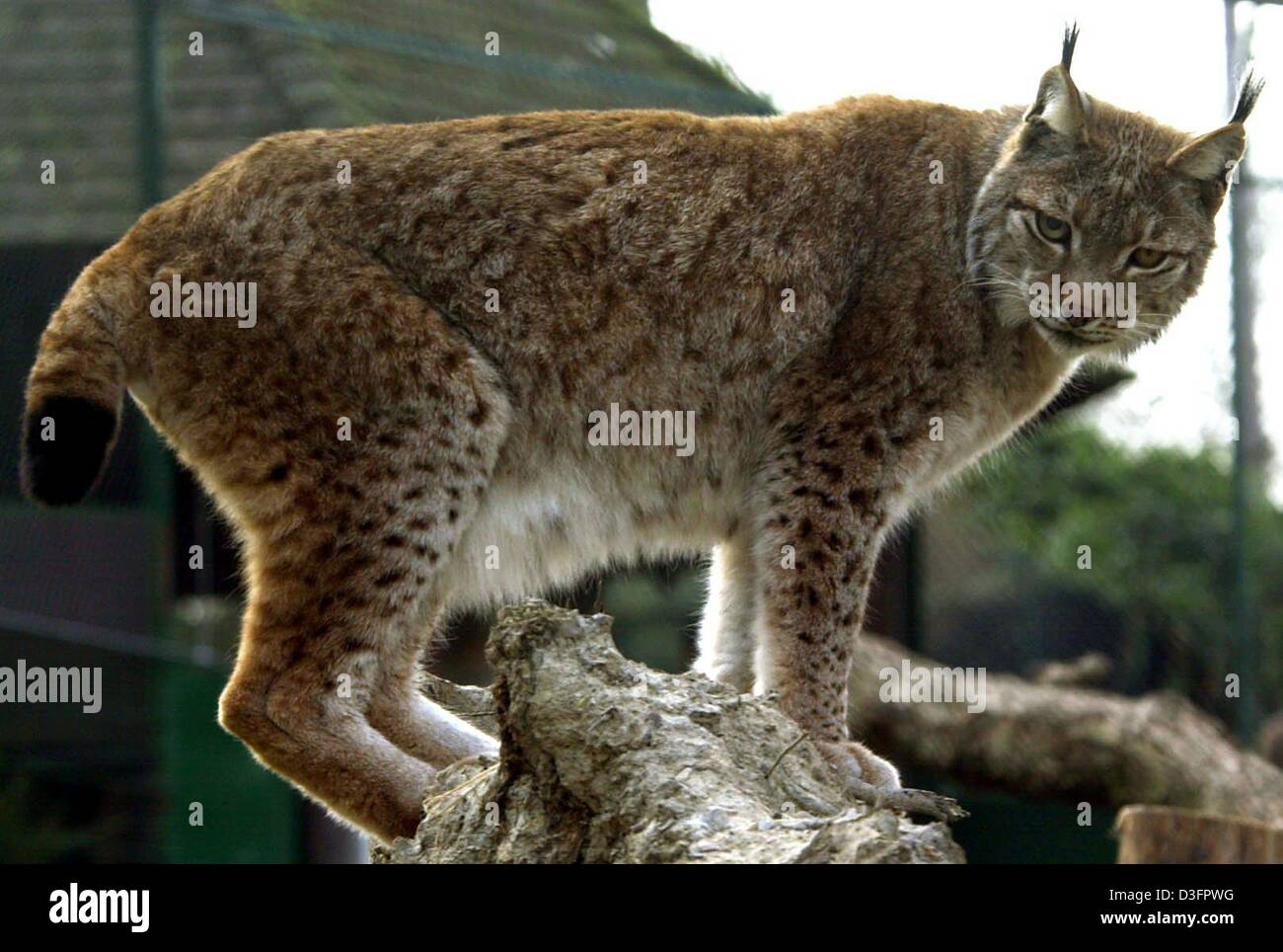 (Afp) - Un lynx se dresse sur un tronc dans le zoo de Kronberg/Taunus, Allemagne, 26 mars 2003. Lynxs sont les plus grands chats de proie originaires de l'Europe. Banque D'Images
