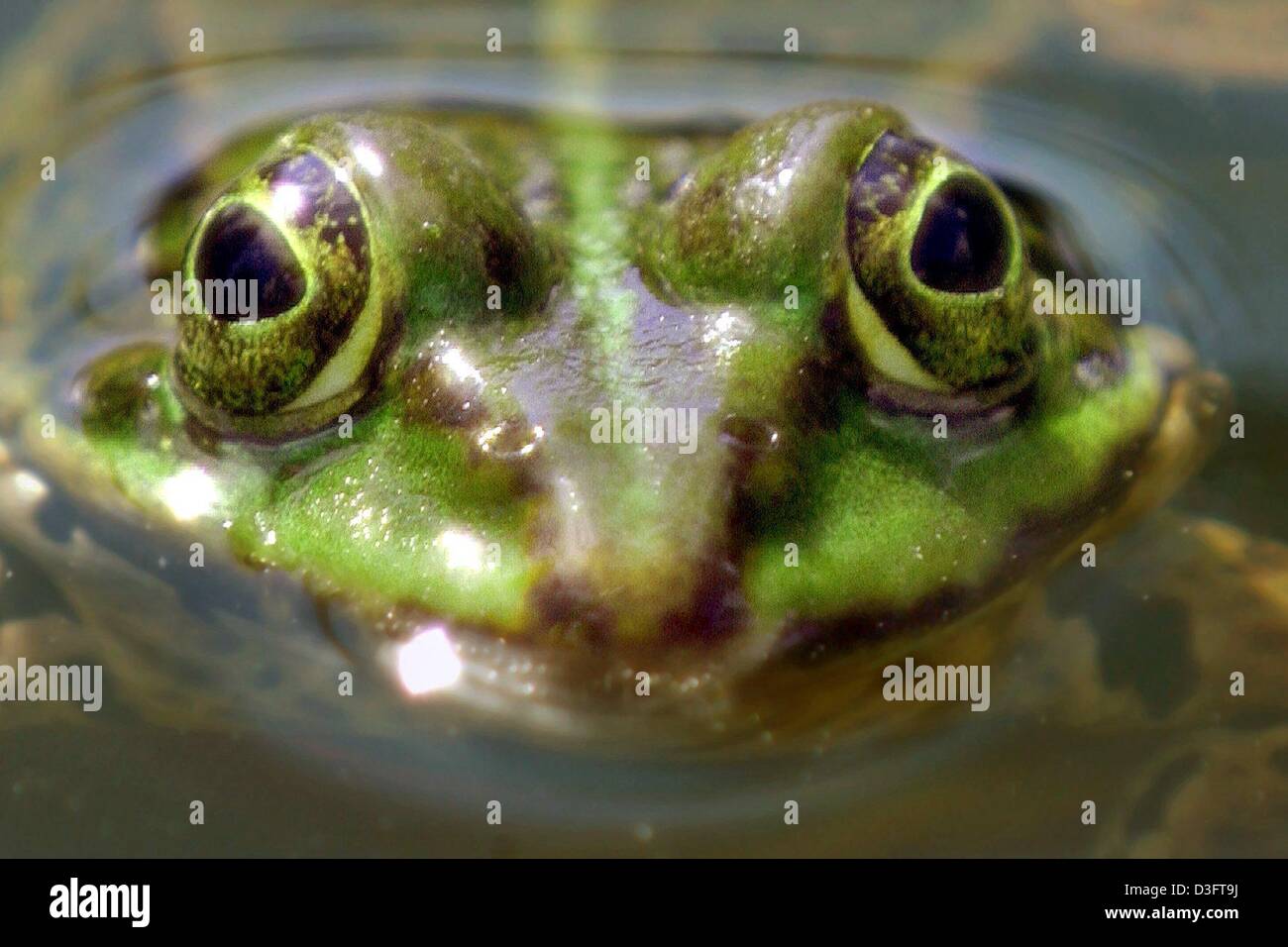 (Afp) - "Cette grenouille météo' ressemble encore un peu indécis s'il y aura la Pluie ou soleil comme il jette hors de son étang près de Offenbach, Allemagne, 3 mai 2003. Banque D'Images