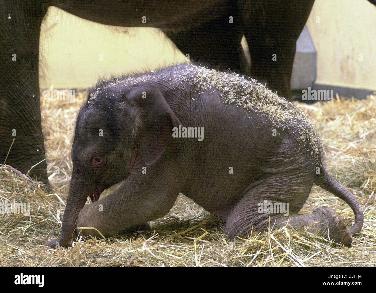 Afp Un Quatre Jours Bebe Elephant Essaie D Obtenir Sur Ses Pieds Dans Le Zoo De Hanovre Le 5 Fevrier 03 Apres 22 Mois De Grossesse Vache Elephant Menari A Donne Naissance Afp Un Quatre Jours Bebe Elephant Essaie D Obtenir Sur Ses Pieds Dans Le Zoo De Hanovre Le 5 Fevrier 03 Apres 22 Mois De Grossesse Vache Elephant Menari A Donne Naissance