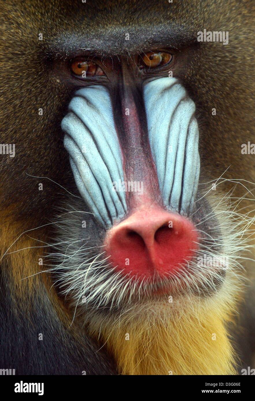 Afp Le Colore De Un Male Mandrill Est Vu Dans Le Zoo De Hambourg 22 Avril 2003 La Peau Nue Sur Les Joues Du Male Adulte Est D Un Bleu Vif D Ecarlate