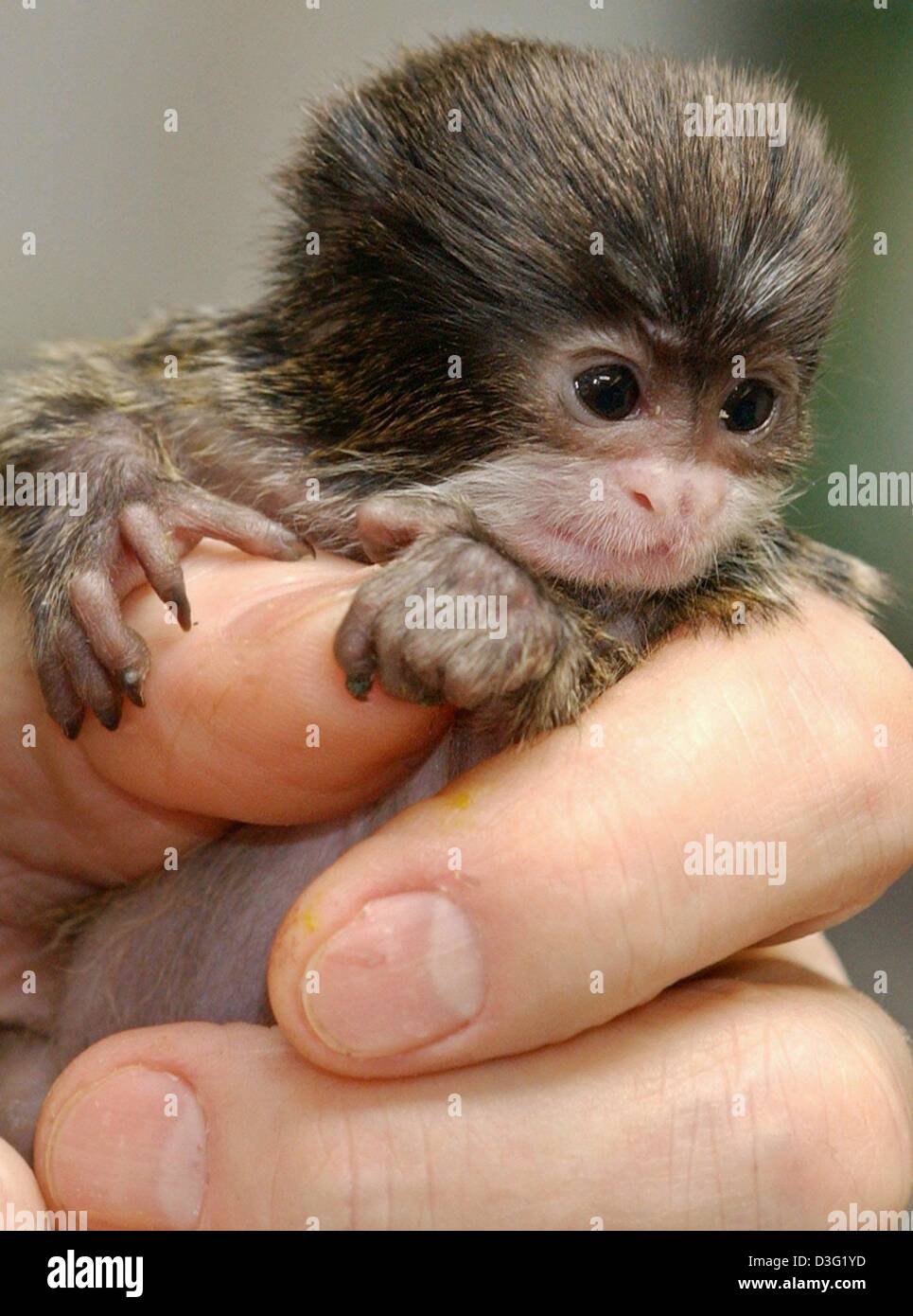 Afp Encore Un Peu Timide Le Petit Bebe Manchot Empereur Tamarin Moustachu Tient A La Main De Son Gardien Au Zoo De Francfort 13 Mars 03 Le Petit Animal N Est Qu A