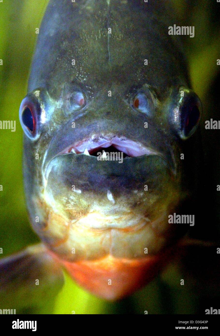 (Afp) - un piranha à ventre rouge (Serrasalmus nattereri Pygocentrus nattereri) ou est à la recherche directement dans l'appareil photo de son aquarium dans un musée à Karlsruhe, Allemagne, 10 février 2003. Le piranha rouge, qui est classée comme dangereuse, se produit en provenance du Venezuela à l'Argentine Paraná du système, ainsi que dans les affluents de l'Amazone du Pérou. Banque D'Images