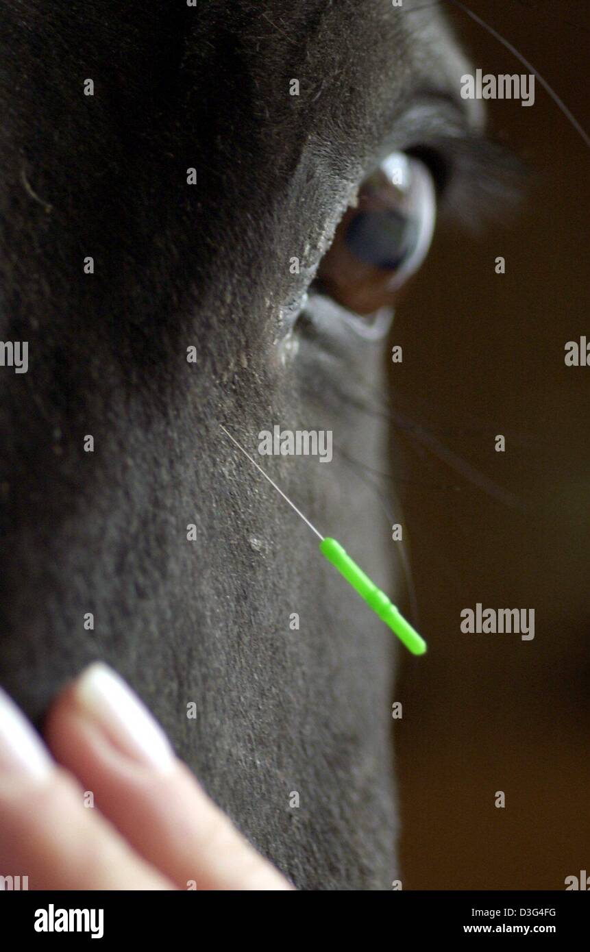 (Afp) - une aiguille d'acupuncture dans la peau du cheval à côté de son œil, dans une étable à Erbach, Allemagne, 7 octobre 2003. L'acupuncture équine vient de Chine datant de 2000-3000 avant JC. Il est connu comme un ancien de "l'art de guérir". On croit que le corps a un flux constant d'énergie qui la traverse via les méridiens. Quand la maladie est présente, les méridiens ont un blocage ou Banque D'Images