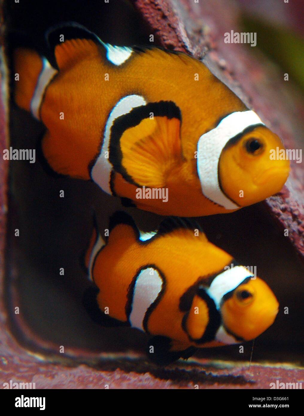 (Afp) - Deux poissons clowns nager dans un aquarium au zoo de Francfort-sur-Main, Allemagne, 18 novembre 2003. Selon les bulletins de nouvelles le film d'animation 'Finding Nemo' a provoqué une véritable ruée sur les poissons clowns dans le sud de l'état insulaire du Pacifique de Vanuatu. Le film traite avec les aventures d'un poissons clowns sur la recherche de son fils perdu. 'Le monde de Nemo' a été produit par Pixar Animation S Banque D'Images