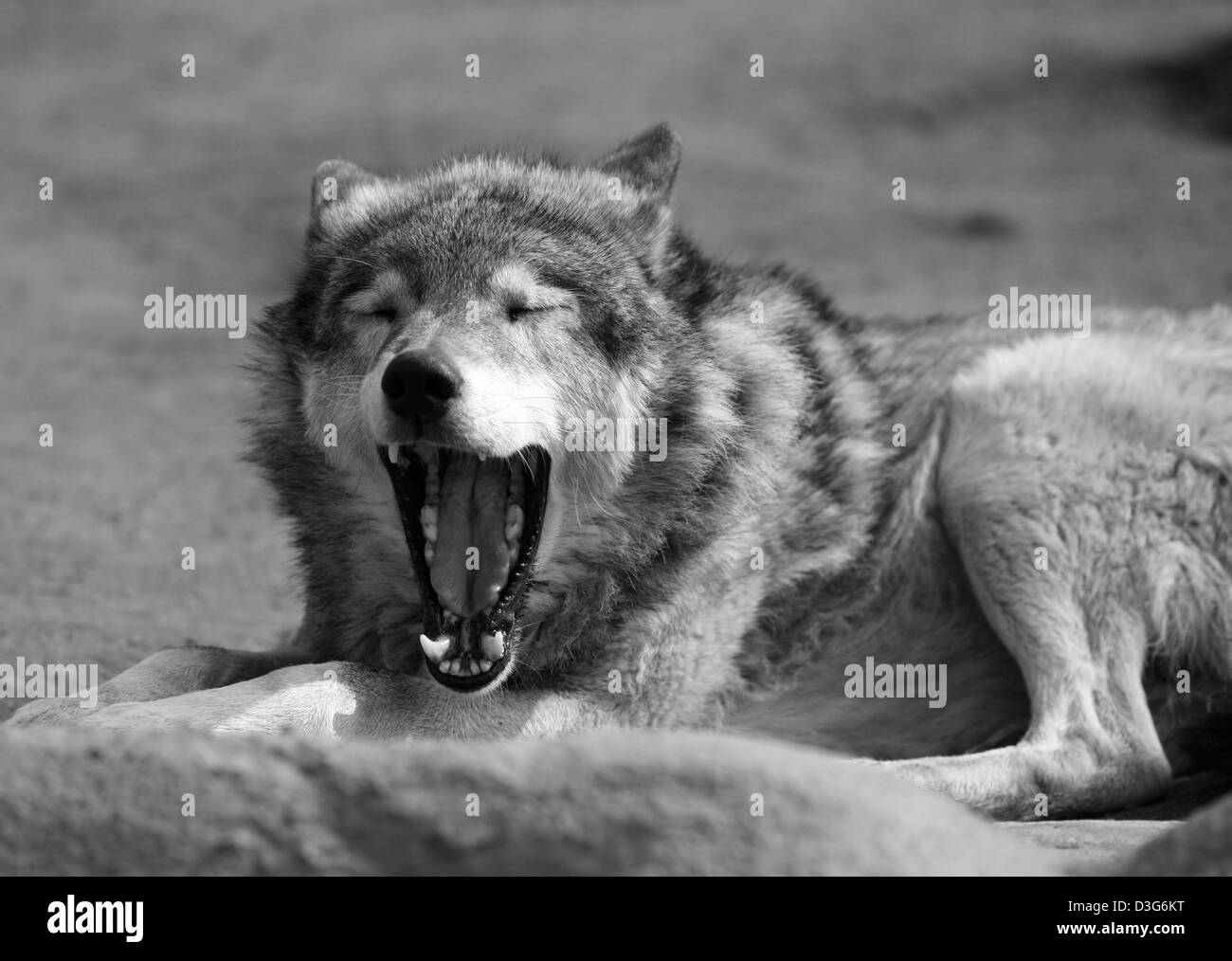L'image du loup avec une bouche ouverte Banque D'Images