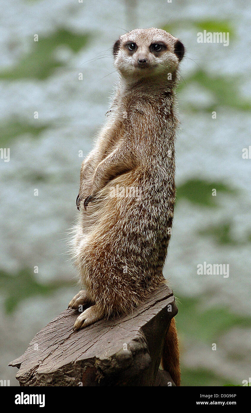 (Afp) - un suricate veille à Straubing zoo, Allemagne, 24 juillet 2005. L'antic vivants sont originaire du sud de l'Afrique et vivent en groupes de 10 à 30 animaux. À l'état sauvage suricates ont de nombreux ennemis naturels. D'où au moins un suricate veille à protéger l'ensemble du groupe. Afin de gagner le plus grand possible donnent sur le suricate sur watch se dresse sur le dos des pieds. Pho Banque D'Images