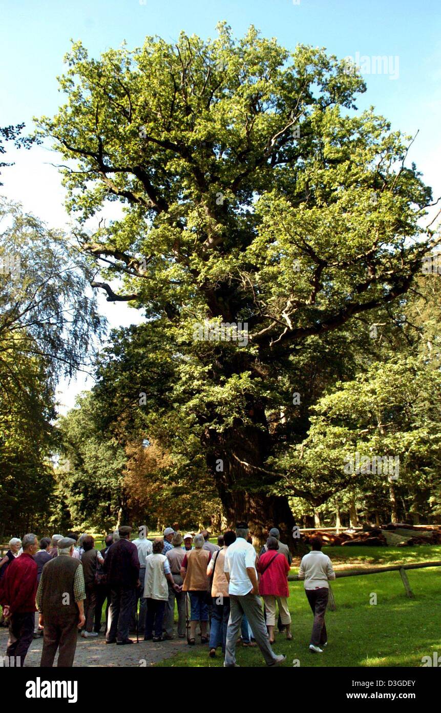 (Afp) - Les visiteurs sont devant le plus vieux chêne arbre en Allemagne au parc animalier de Ivenack, Allemagne, 10 septembre 2004. L'arbre, qui est 3,49 mètres de diamètre, est estimé à au moins un millier de yars vieux. C'est l'un des vieux chênes de milliers d'années, au parc. Banque D'Images