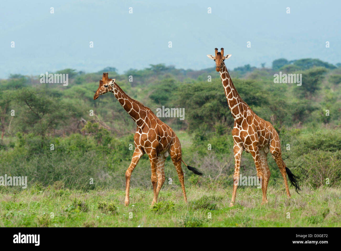 Giraffe réticulée ( Giraffa camelopardalis reticulata), le Parc National de Meru, au Kenya Banque D'Images
