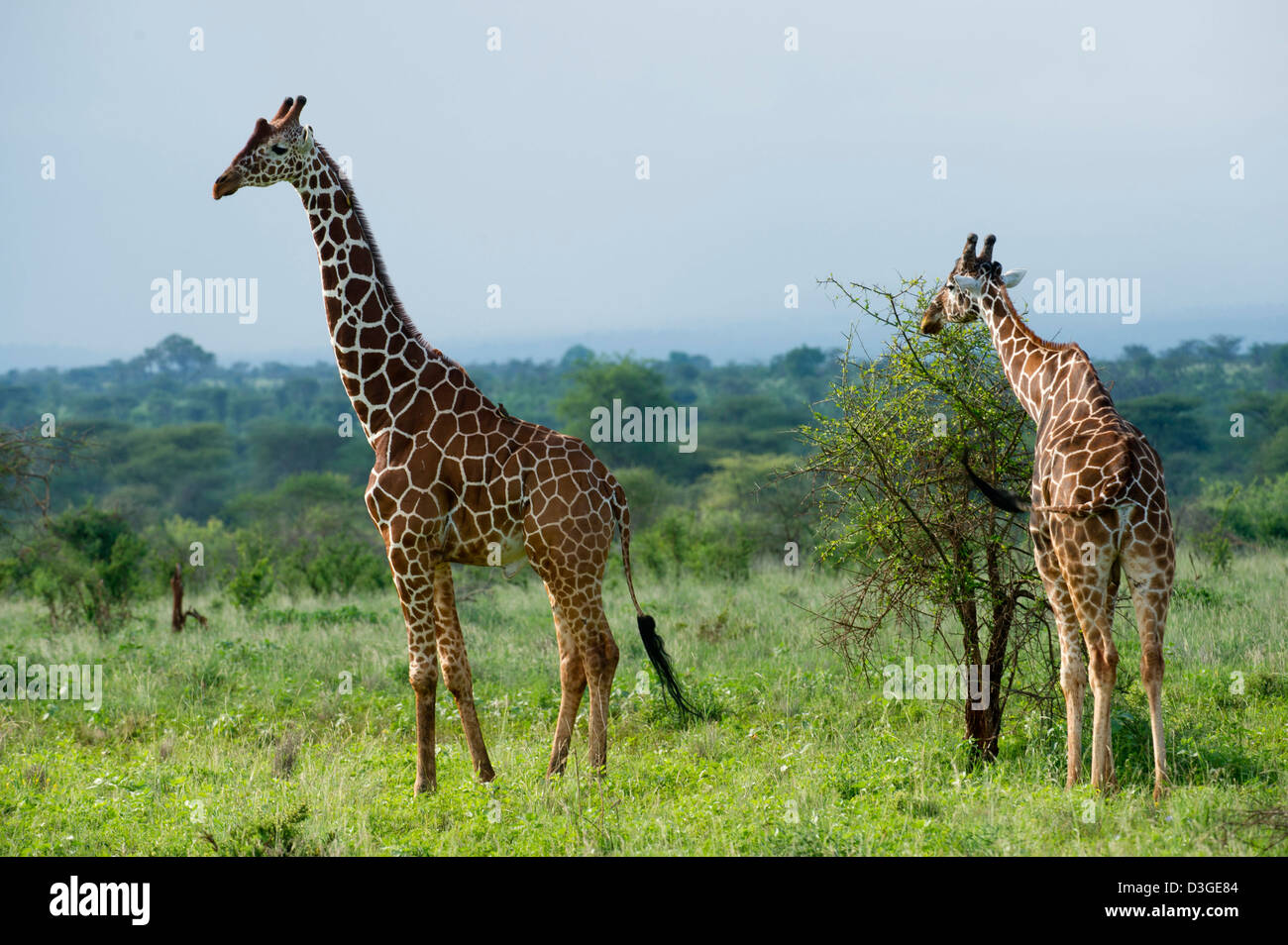 Giraffe réticulée ( Giraffa camelopardalis reticulata), le Parc National de Meru, au Kenya Banque D'Images
