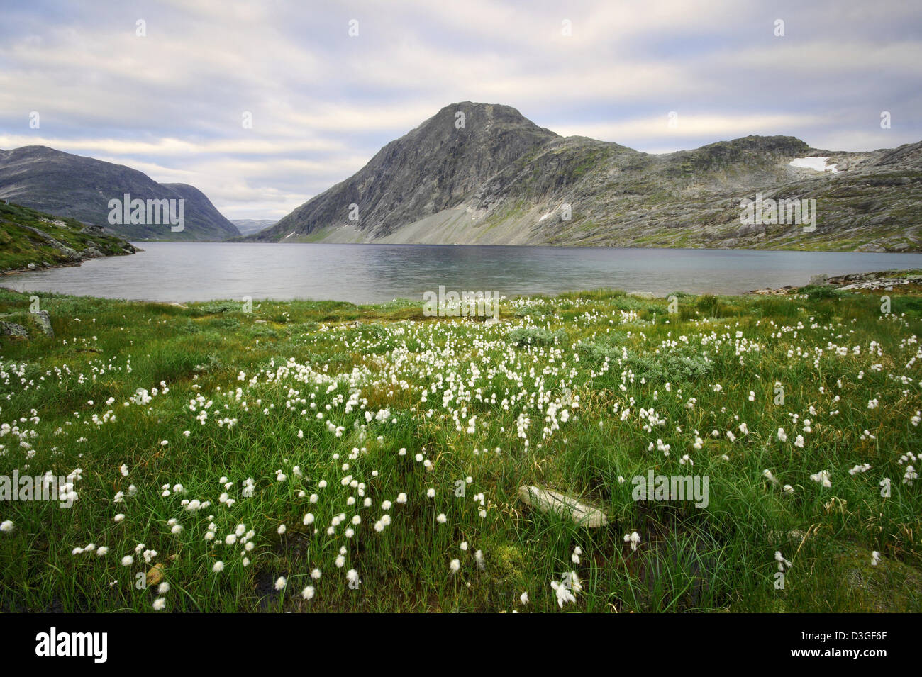 Paysage scandinave - petite herbe de coton sur les rives d'un lac glaciaire dans les montagnes. Banque D'Images