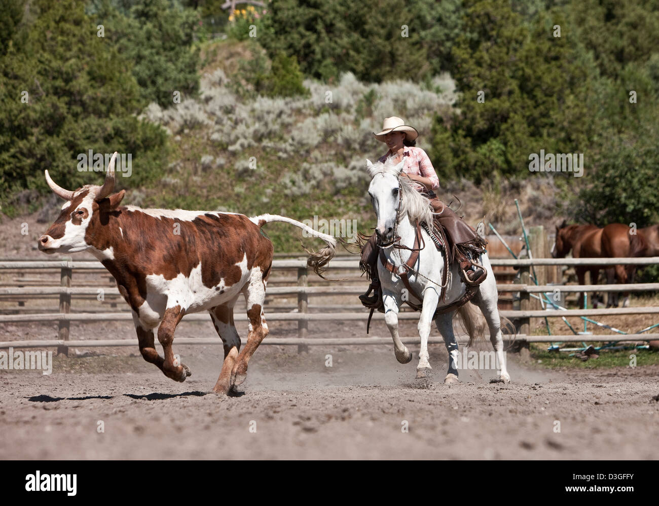 Wrangler Cowgirl déplacer le bétail dans le corral, l'élevage, Montana USA Banque D'Images
