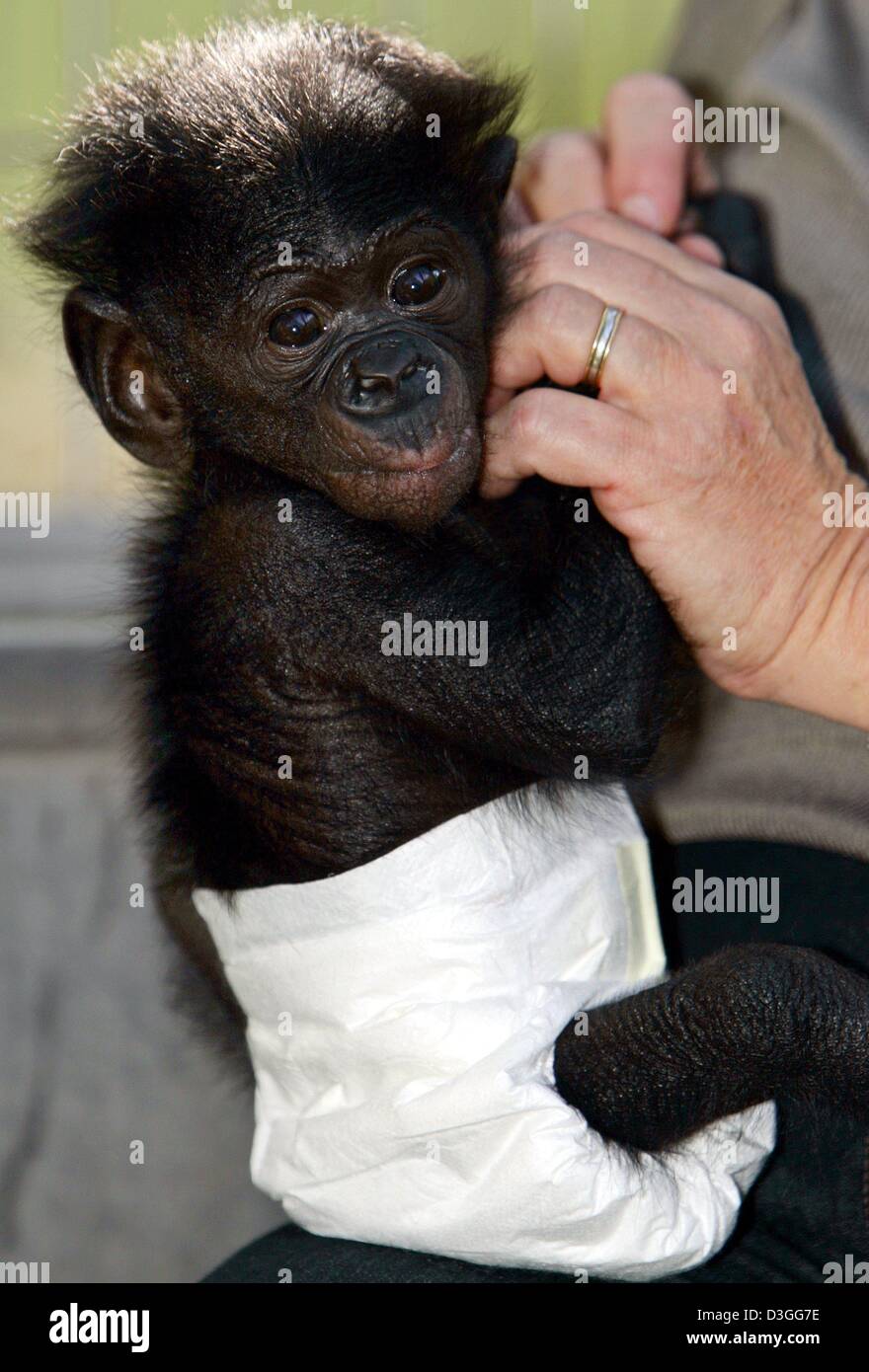Afp Un Peu Bonobo Bebe Avec Des Couches Tient A Sa Mere Humaine Et Regarde Ce Qui Se Passe Autour D Elle Dans Le Zoo De Francfort Allemagne 2 Septembre 04 Le