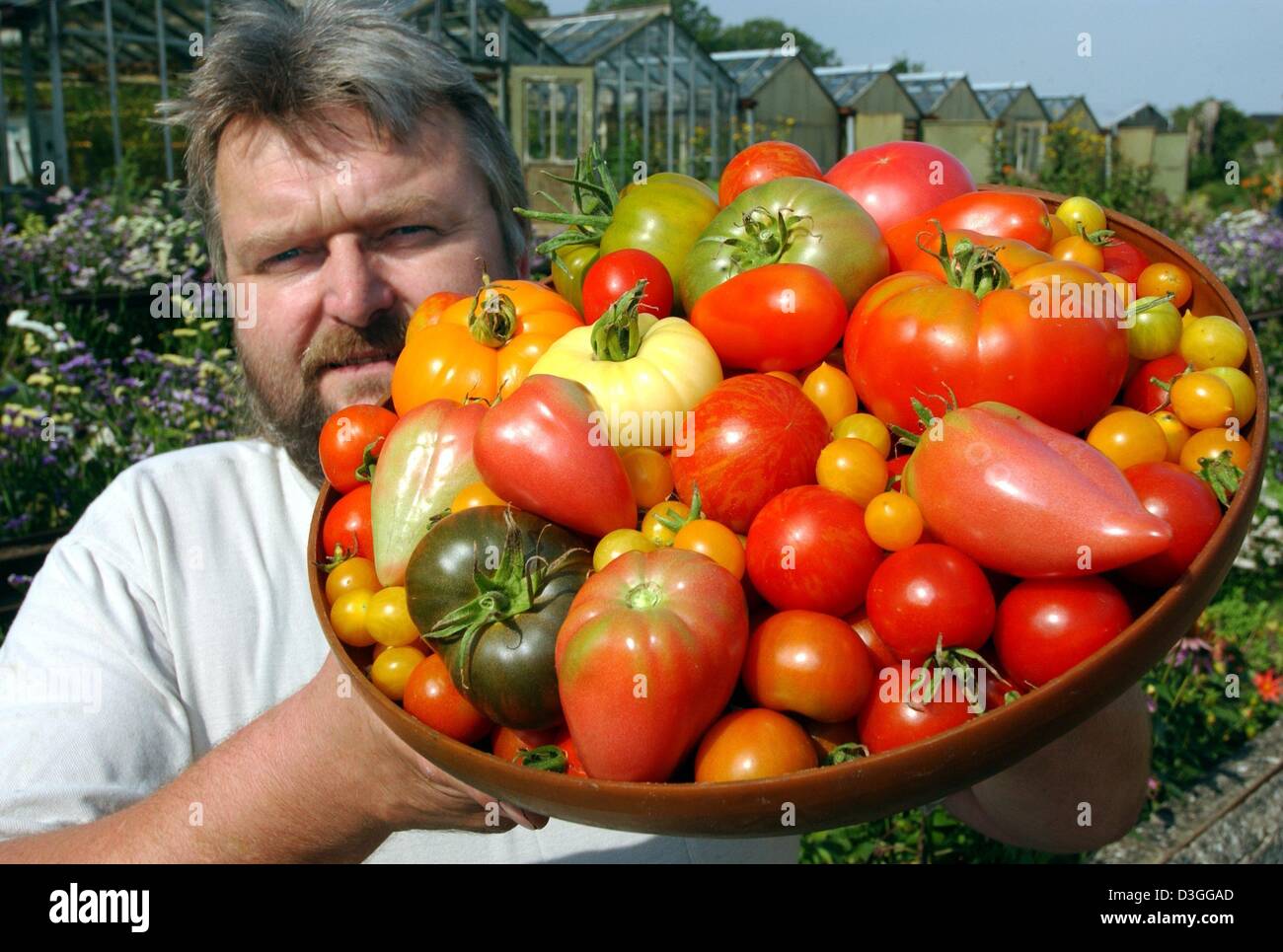 (Afp) - L'employé Lutz Oehlschlaeger montre un bol contenant une variété de tomates à differnent le jardin historique à Krackow, Allemagne, 16 août 2004. Pendant quatre ans, les jardiniers ont été relevé des différents types de tomates. L'objectif du projet est d'recultivate les anciens types de tomates et, dans l'avenir, tels que les bizarreries botaniques aussi courgettes blanches. Banque D'Images