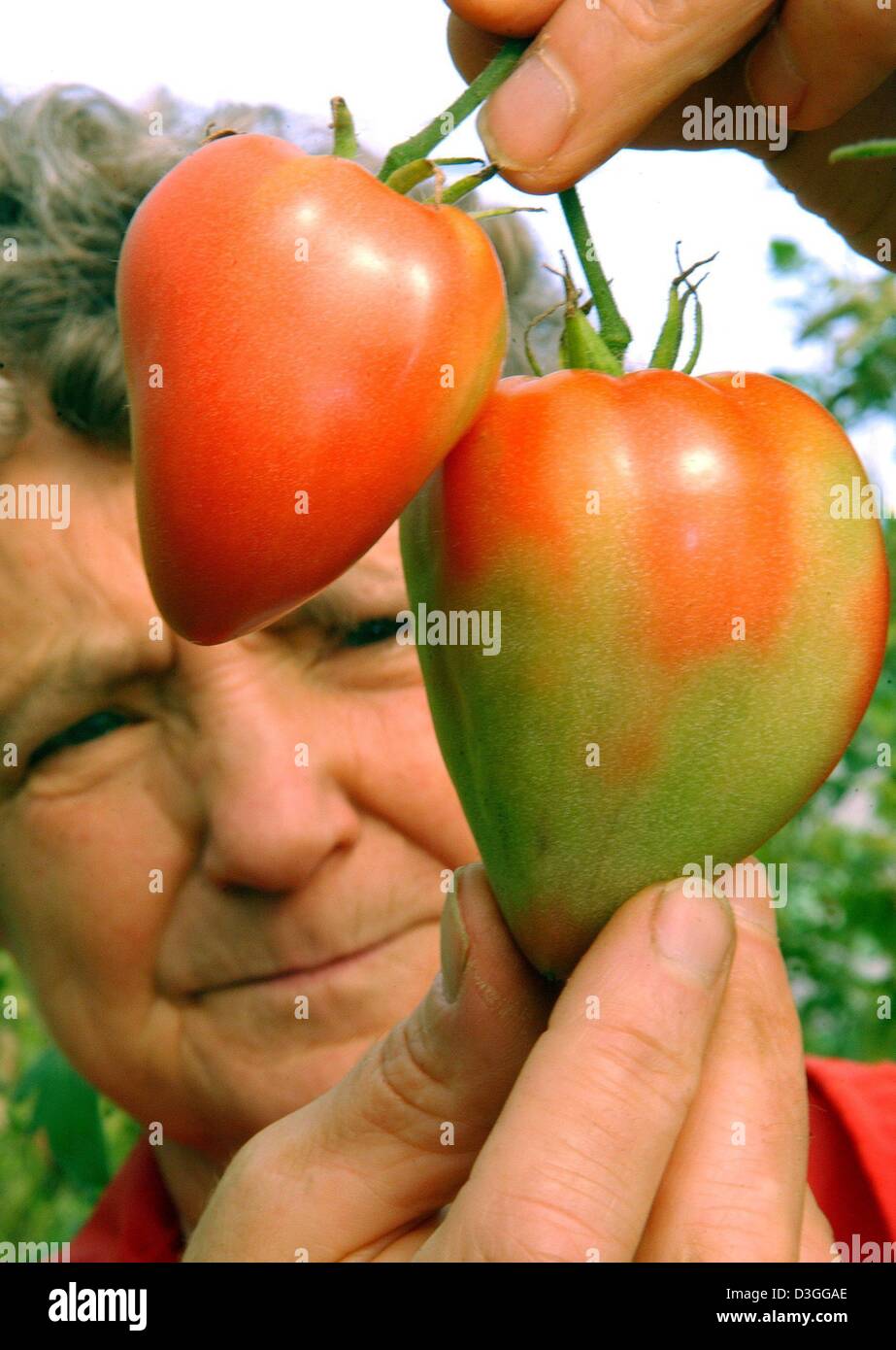 (Afp) - L'employé Inge Grudzinski contient jusqu'un couple de tomates de la 'Ochsenherz ox'' (coeur) type au Jardin Historique à Krackow, Allemagne, 16 août 2004. Pendant quatre ans, les jardiniers ont été relevé des différents types de tomates. L'objectif du projet est d'recultivate les anciens types de tomates et, dans l'avenir, tels que les bizarreries botaniques aussi courgettes blanches. Banque D'Images