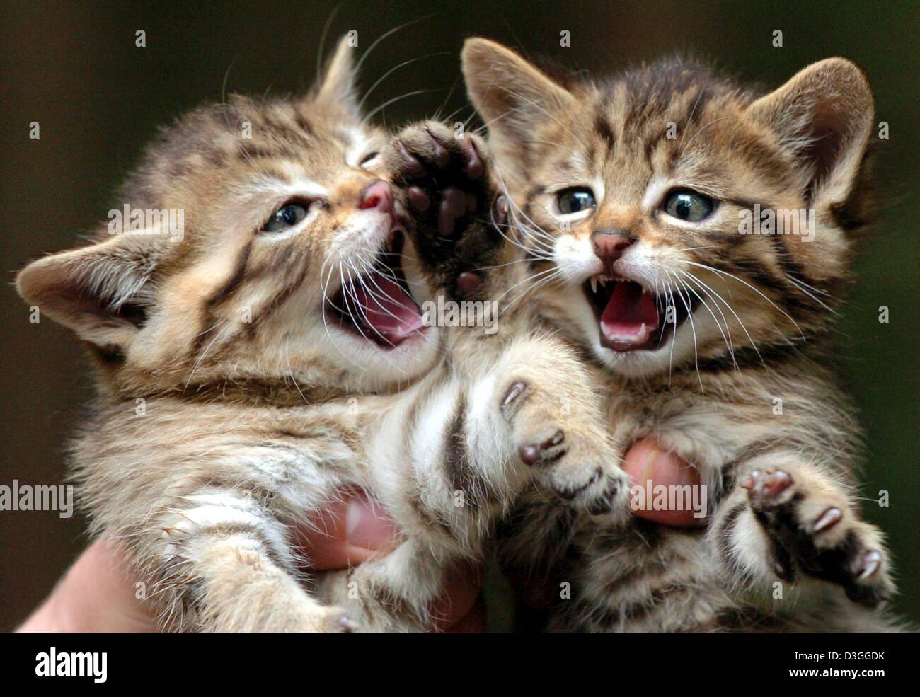 (Afp) - Deux 5 semaines (wildcats Felis silvestris) montrer leurs dents au parc animalier Wildpark Eekholt dans Grossenaspe, Allemagne, 1 septembre 2004. Les deux animaux vives font partie d'un six la litière pour chat. Le Wildcat est sur la liste des espèces en voie de disparition et est un des derniers chats de proies dans l'Europe. Lorsque le petit les chats ont grandi ils seront libérés dans la forêt de Bavière. Banque D'Images