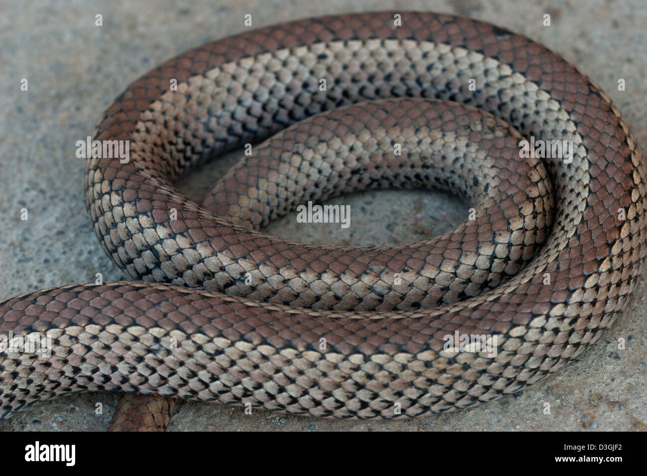 Serpent venimeux venimeux culebra con cola larga Chili Banque D'Images