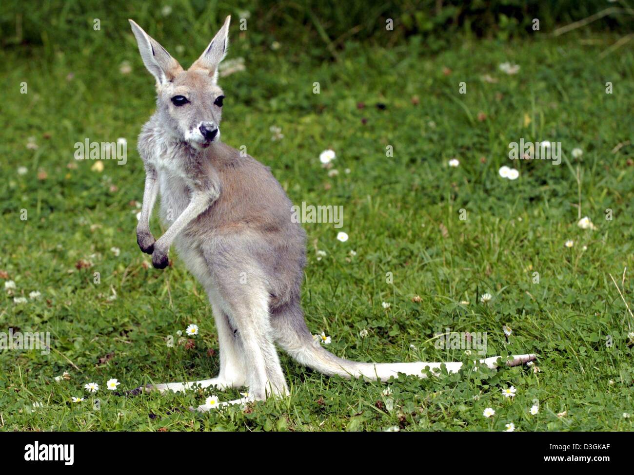 Afp Le Bebe Kangourou Alice Springs Observe Son Entourant L Enclos Au Parc Animalier Hagenbeck A Hambourg Allemagne Le Jeudi 22 Juillet 04 Alice Est Autour De Six Mois Et Est Tombe