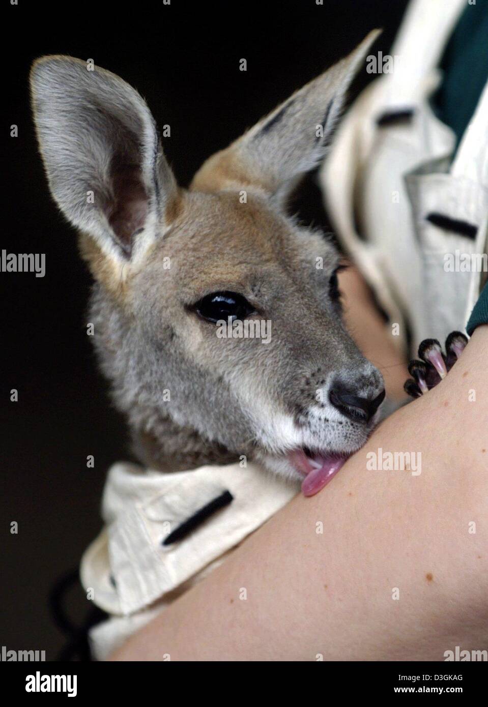 Afp Bebe Kangourou Alice Springs Leche Le Bras Inferieur De Sa Mere De Famille Humaine A L Rohr Heidrun Parc Animalier Hagenbeck A Hambourg Allemagne Le Jeudi 22 Juillet 04 Alice Est Afp Bebe Kangourou Alice Springs Leche Le Bras Inferieur De Sa Mere De Famille Humaine A L Rohr Heidrun Parc Animalier Hagenbeck A Hambourg Allemagne Le Jeudi 22 Juillet 04 Alice Est
