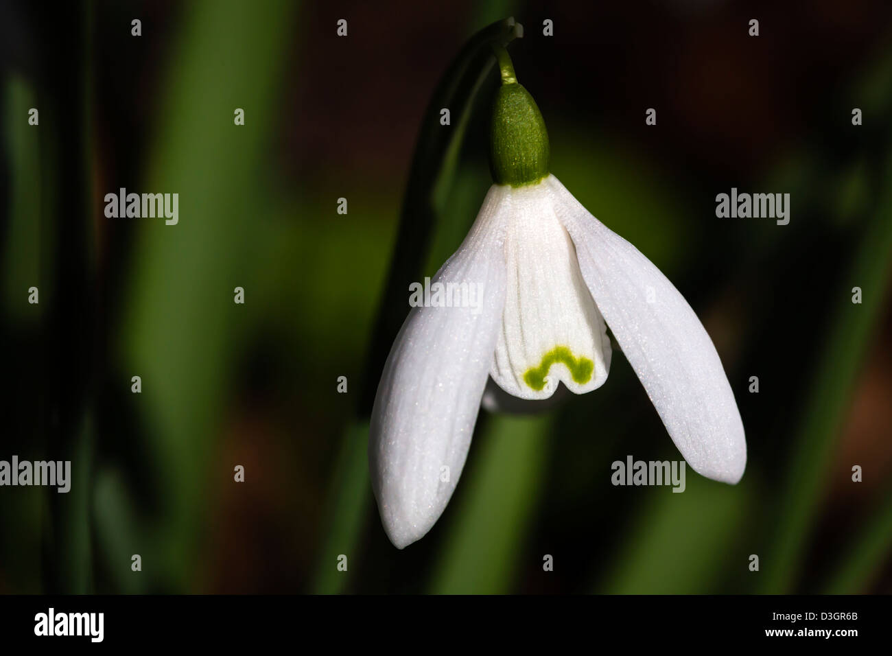 Snowdrop Galanthus nivalis (commune) Banque D'Images