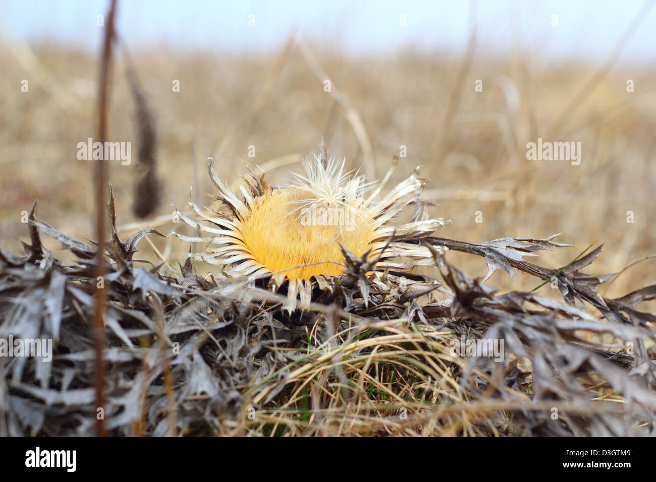Espèces en danger - très rare plant - carline acaule Carlina acaulis Thistle flower ( ) Banque D'Images