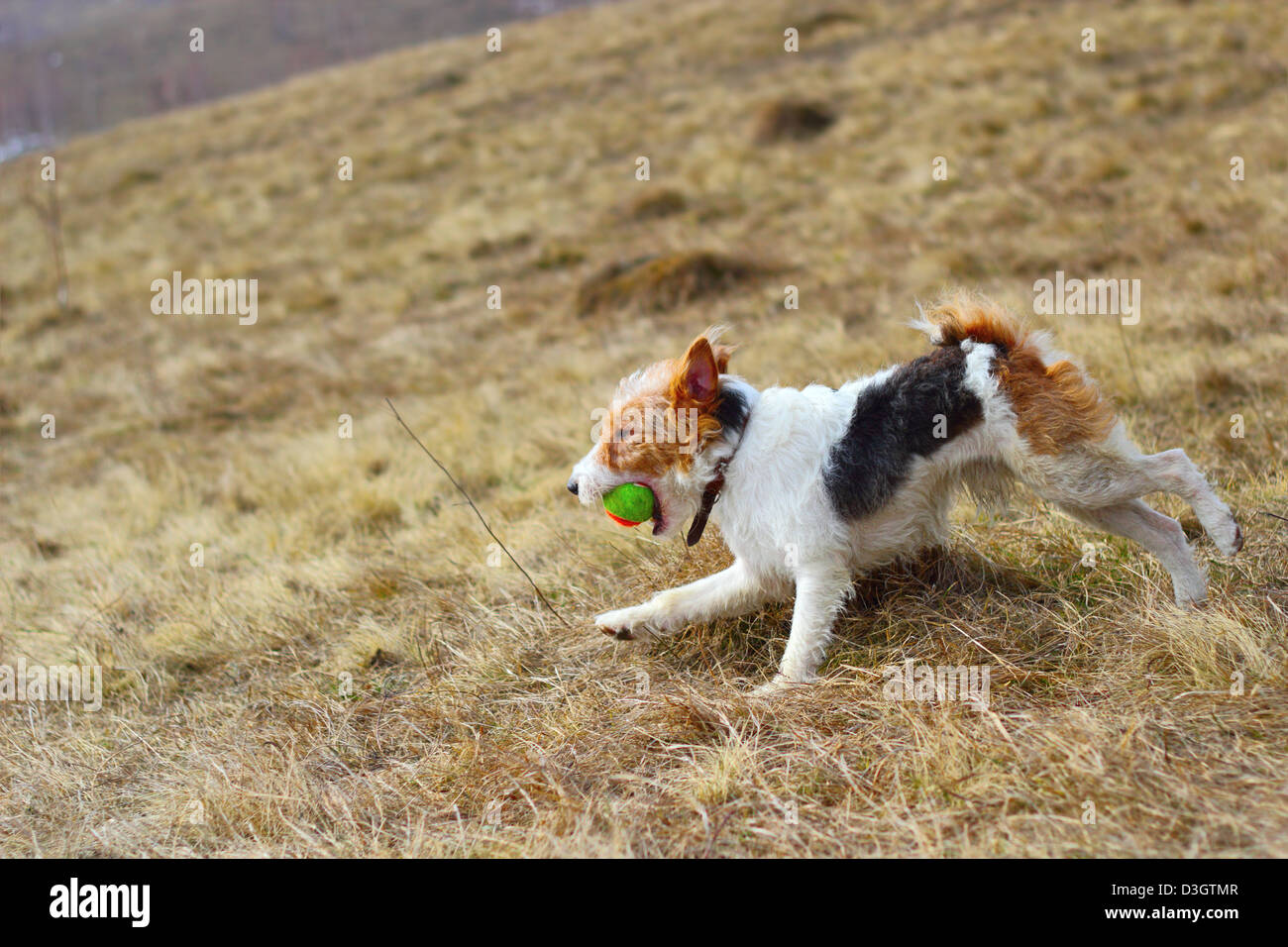 Les jeunes formés de race fox terrier avec une boule pour la saison de chasse Banque D'Images