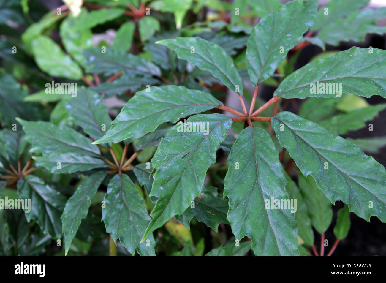 Begonia carolineifolia bord strié attrayant feuillage vert feuilles Banque D'Images