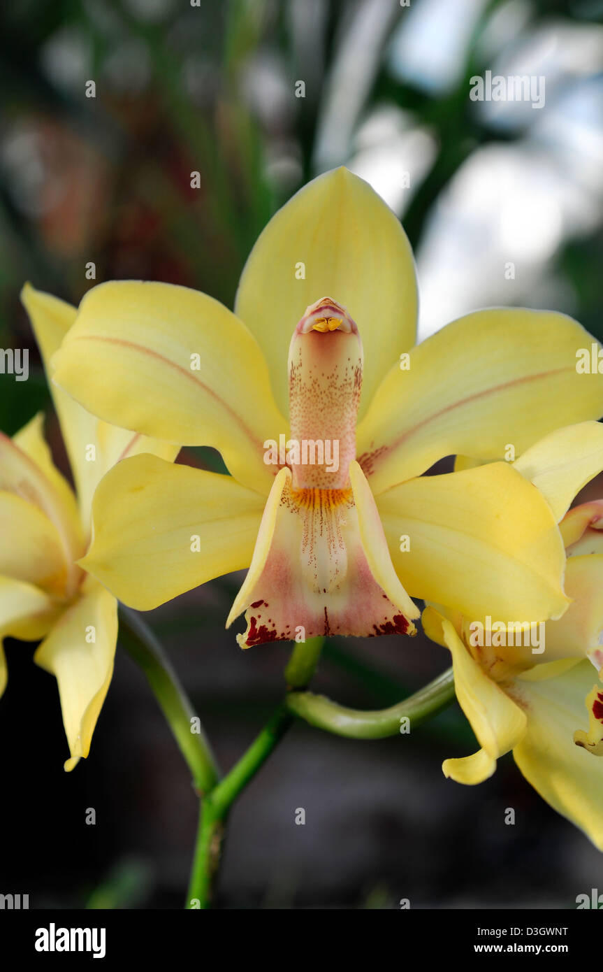 Orchidée cymbidium hybride jaune exotiques tropicaux close-up flore fleurs fleur tendre couleur couleur libre fermer Banque D'Images Orchidée cymbidium hybride jaune exotiques tropicaux close-up flore fleurs fleur tendre couleur couleur libre fermer Banque D'Images