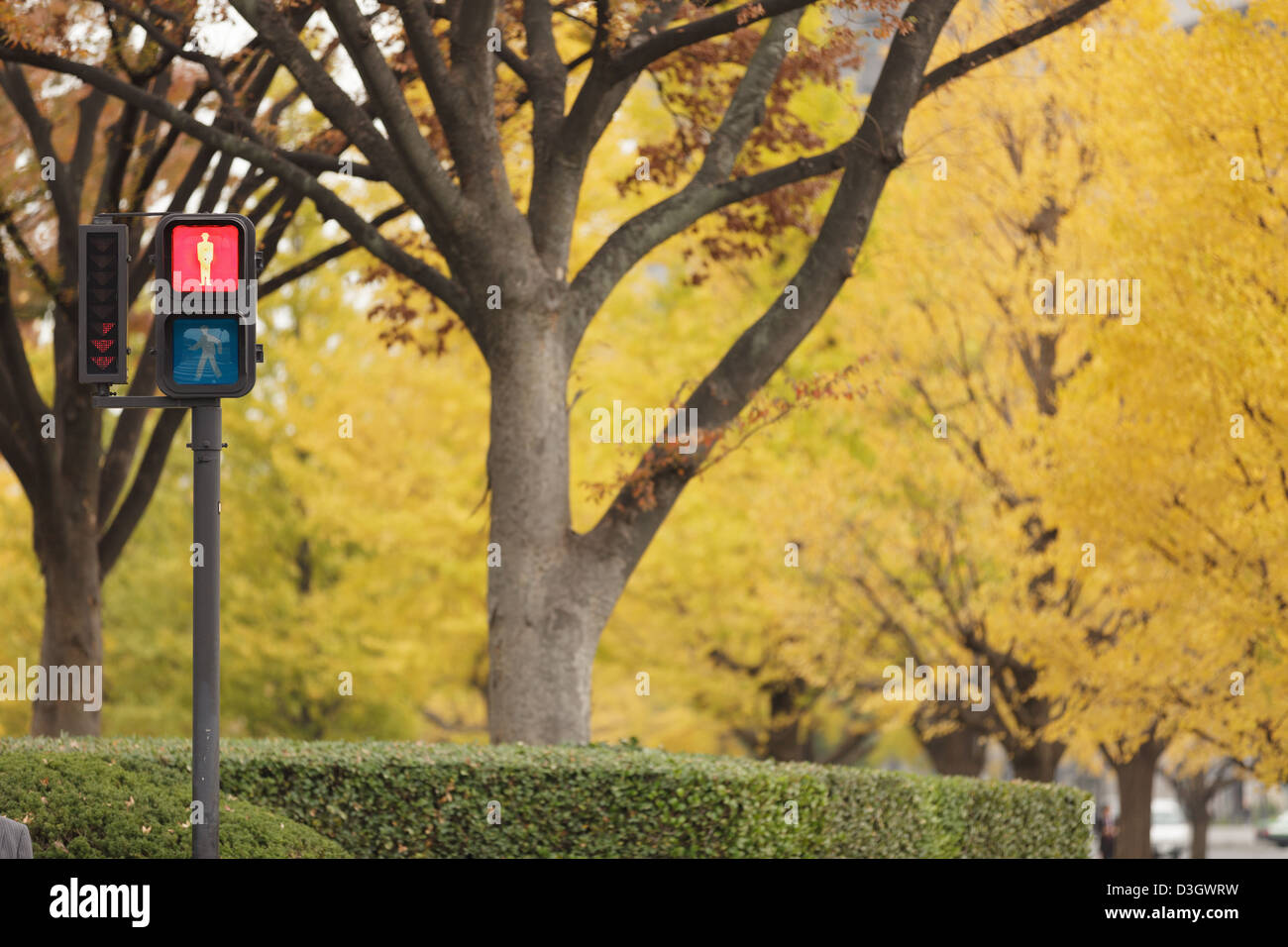 Le Ginkgo biloba arbres en automne à Tokyo, Japon, district Chiyoda Banque D'Images