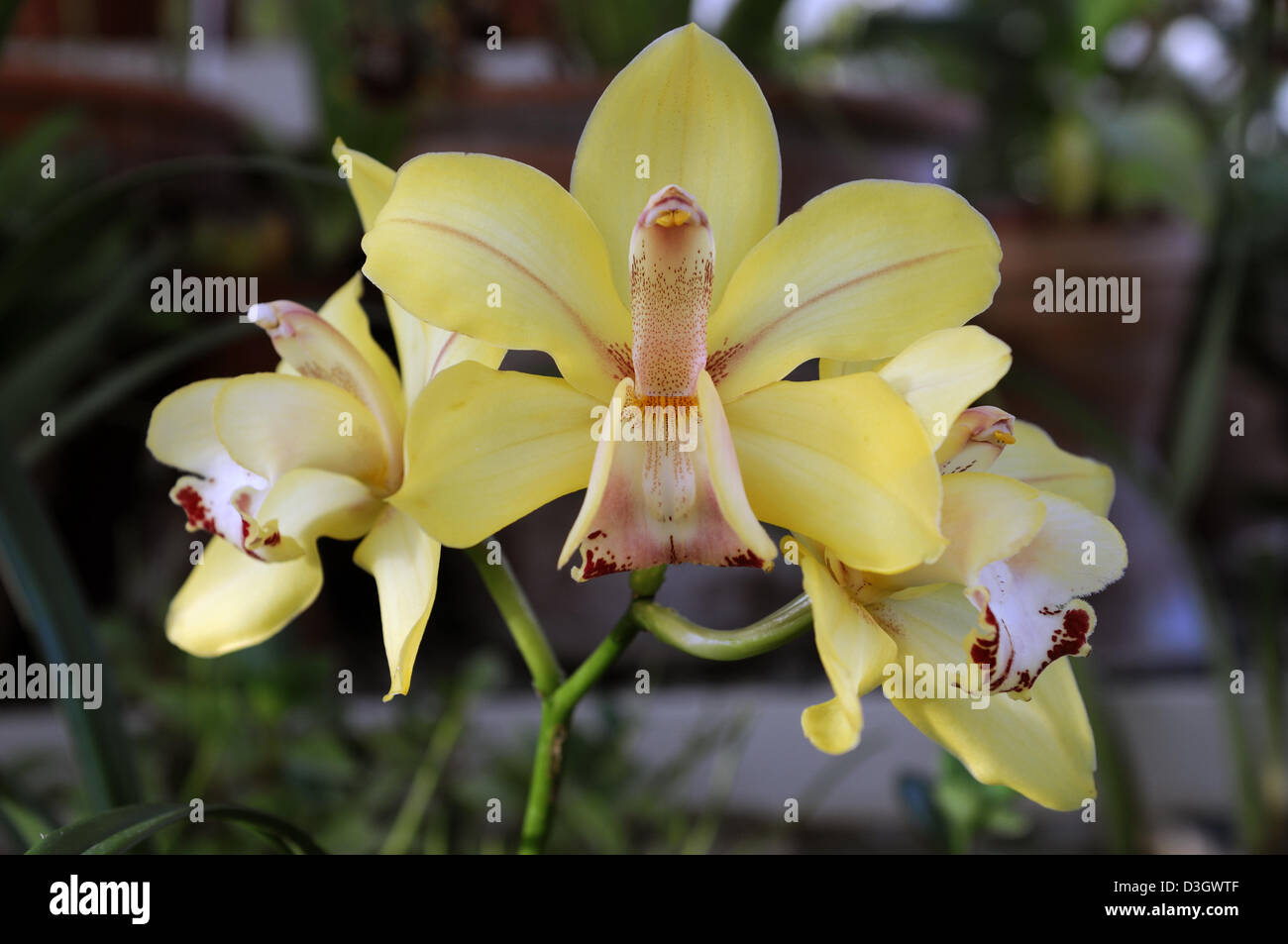 Orchidée cymbidium hybride jaune exotiques tropicaux close-up flore fleurs fleur tendre couleur couleur libre fermer Banque D'Images